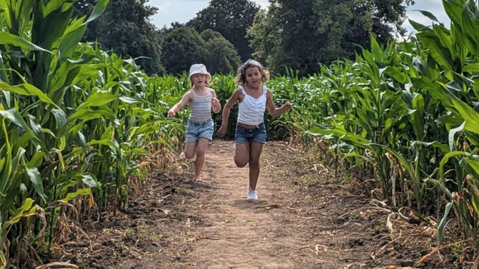 Visitors in the Maize Maze at Tatton Park's Farm, Cheshire