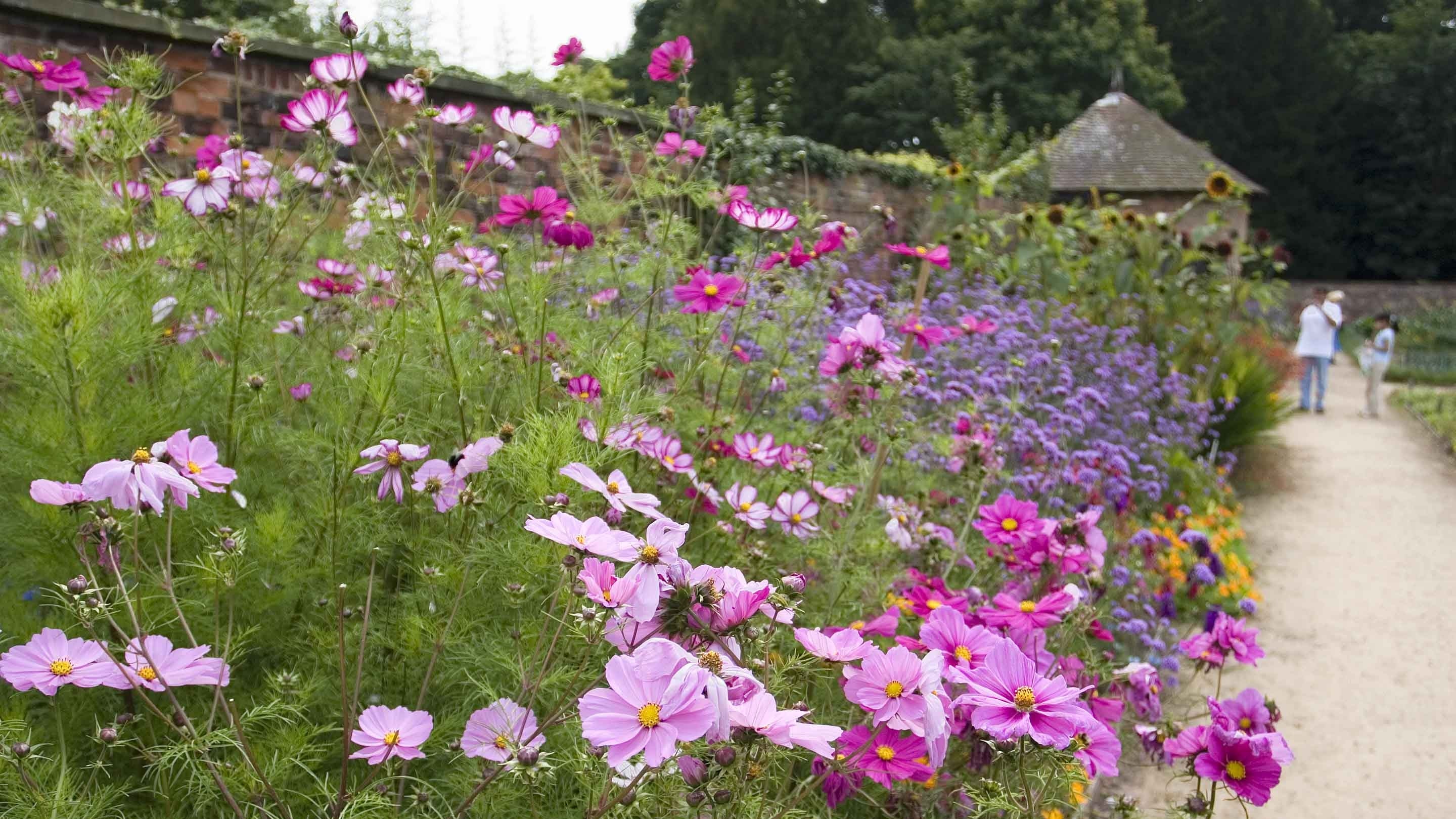 Pink flowers next to a path in the Kitchen Garden at Tatton Park, Cheshire.