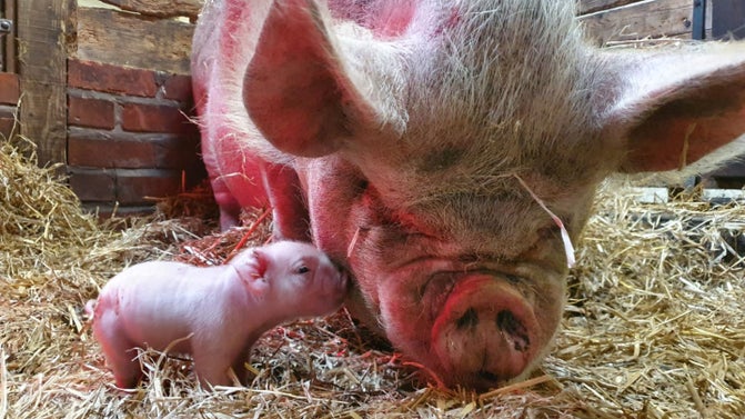Pigs at the Farm at Tatton Park, Cheshire