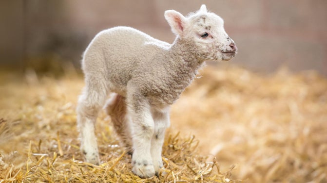 An image of a lamb standing on loose hay.