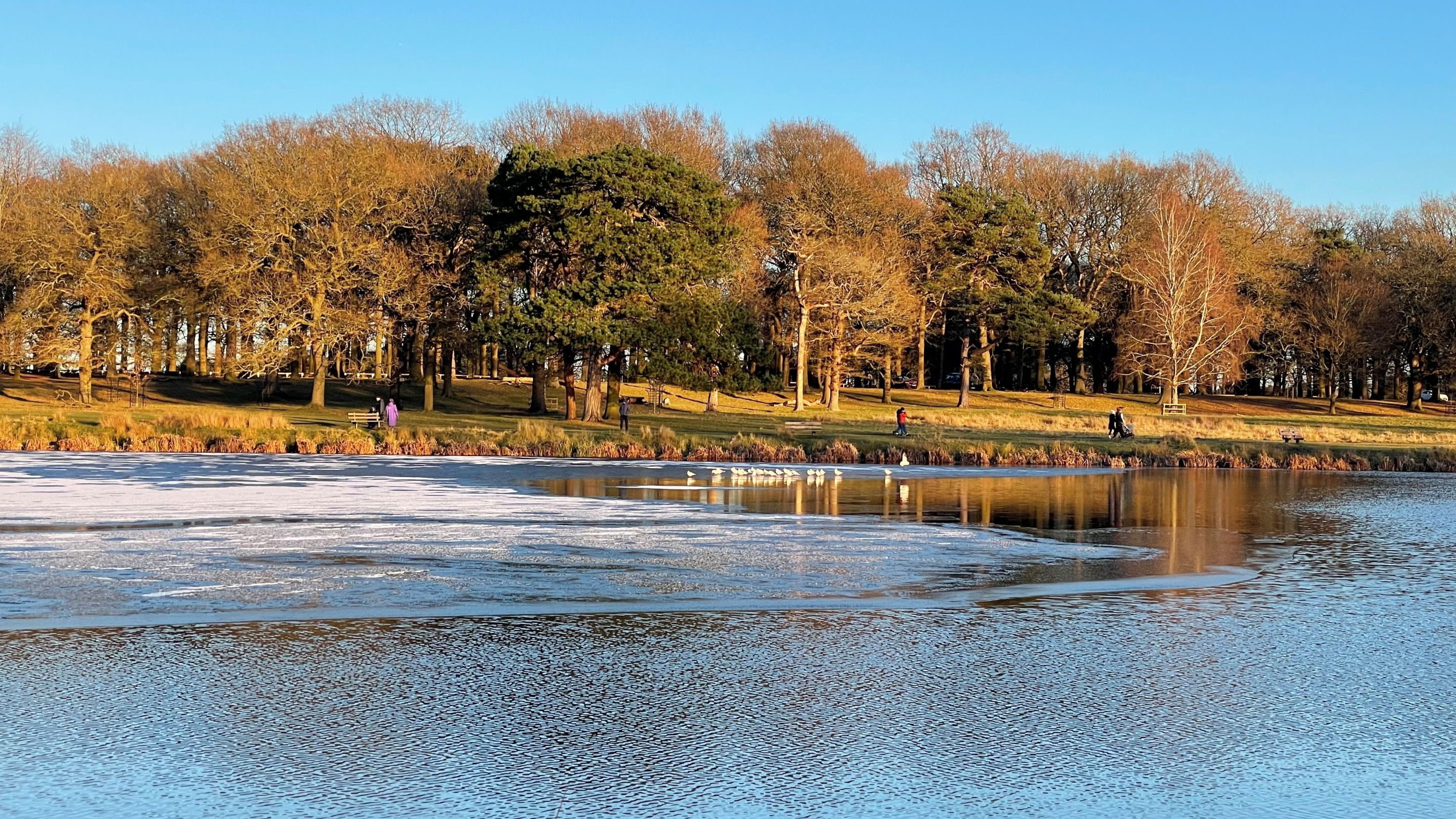 Visitors walking in the winter parkland, Tatton Park, Cheshire