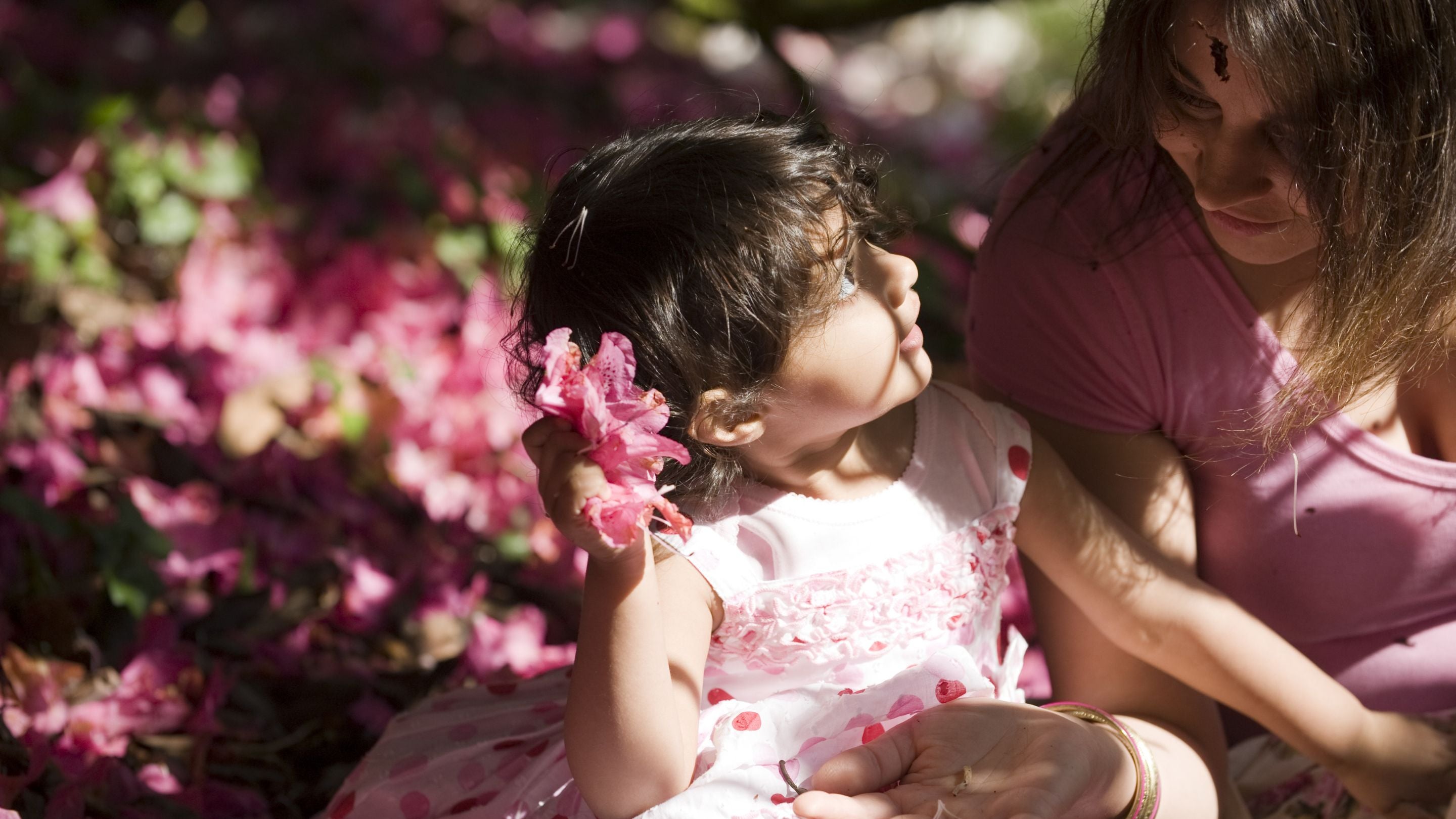 A little girl wearing a pink dress among the blossom petals with her mum