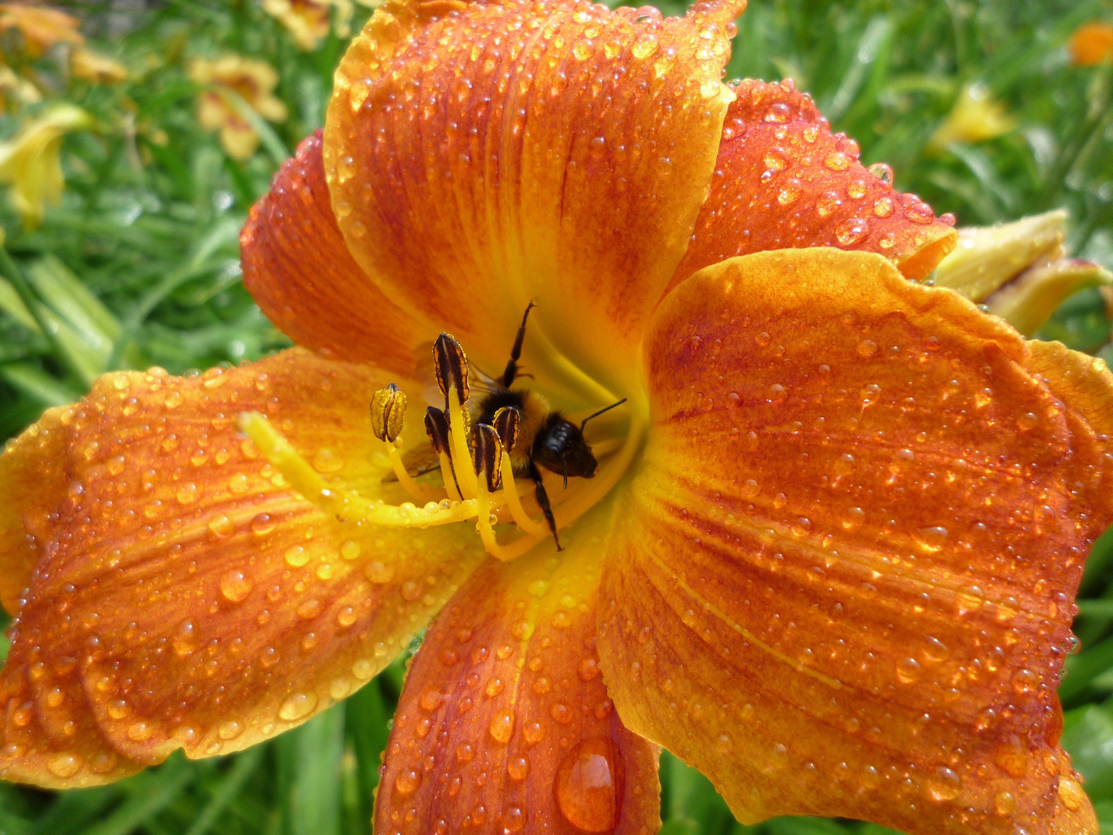 A bee pollinates a daylily in the National Collection of Hemerocallis in Antony's gardens.