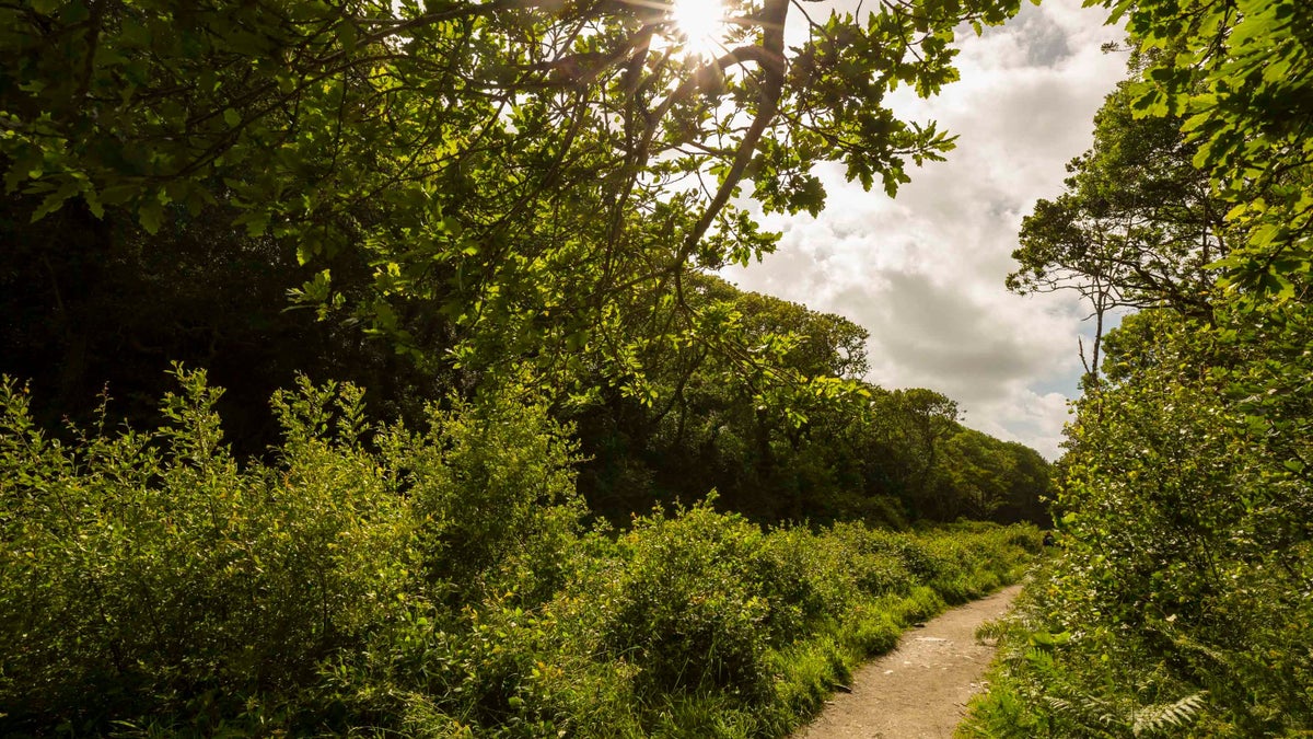 Boscastle & Valency Valley walk Cornwall National Trust