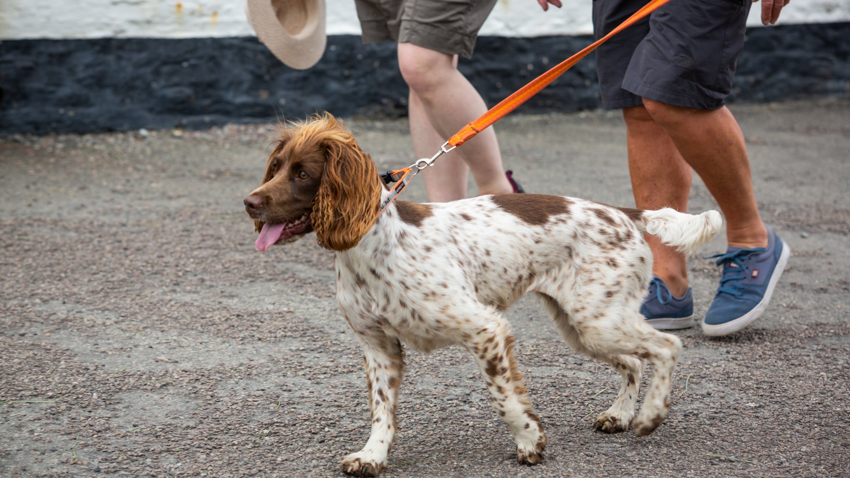 Visitors walking with a dog in Boscastle harbour