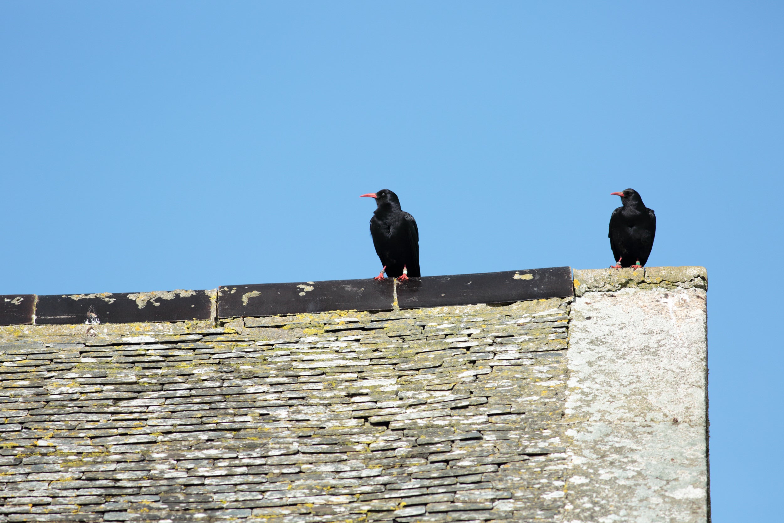 Pair of choughs at West Cornwall.