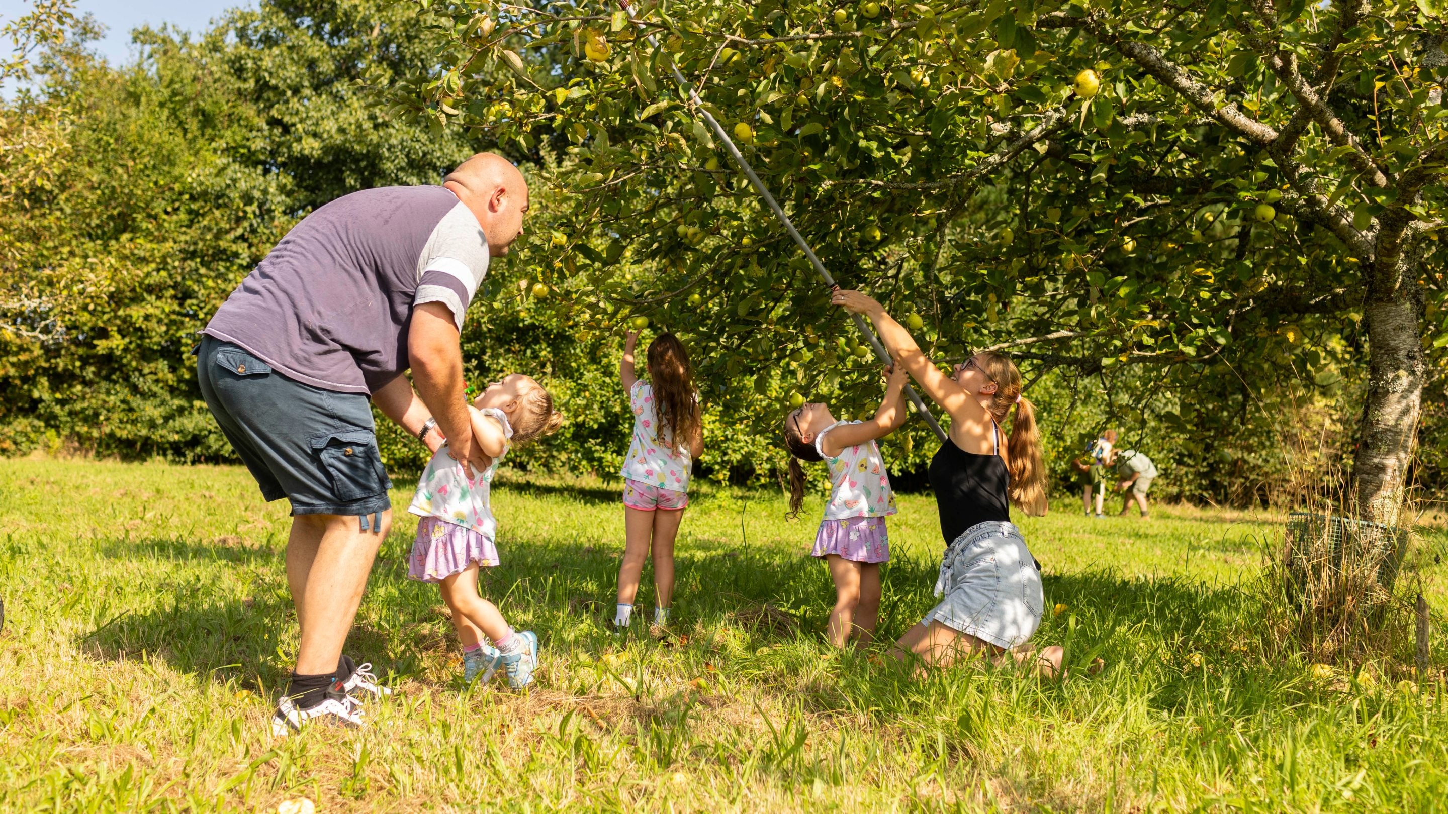 Family apple picking in the orchard at Cotehele