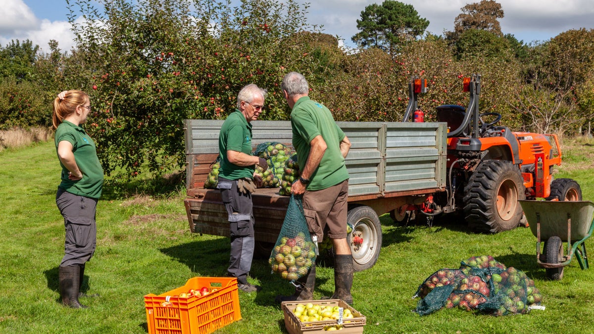 Caring for Cotehele's orchards Cornwall National Trust