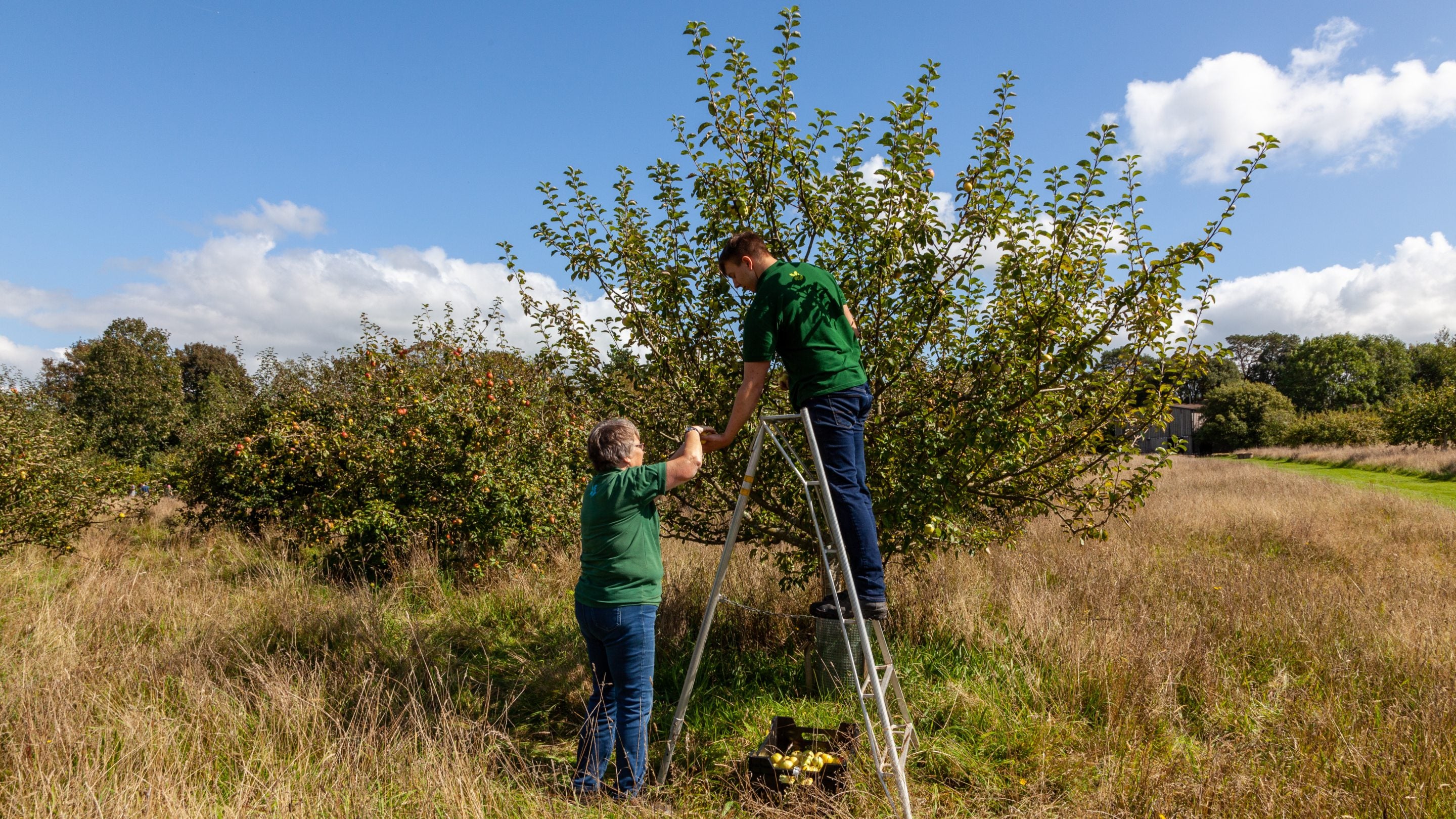 Two volunteers hand pick apples in an orchard at Cotehele, Cornwall