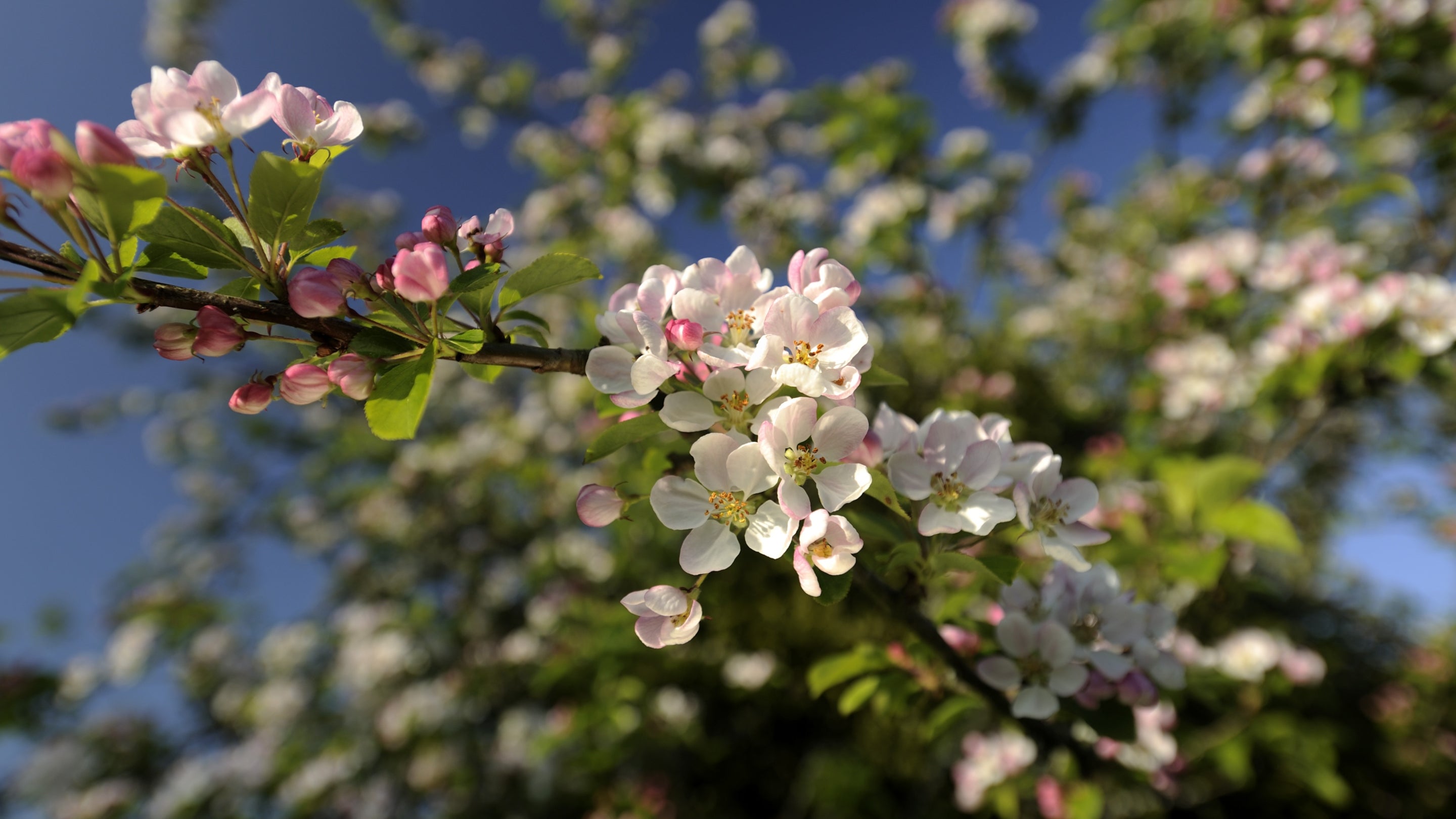 Apple blossom in April, in the fruit orchard at Cotehele, Cornwall
