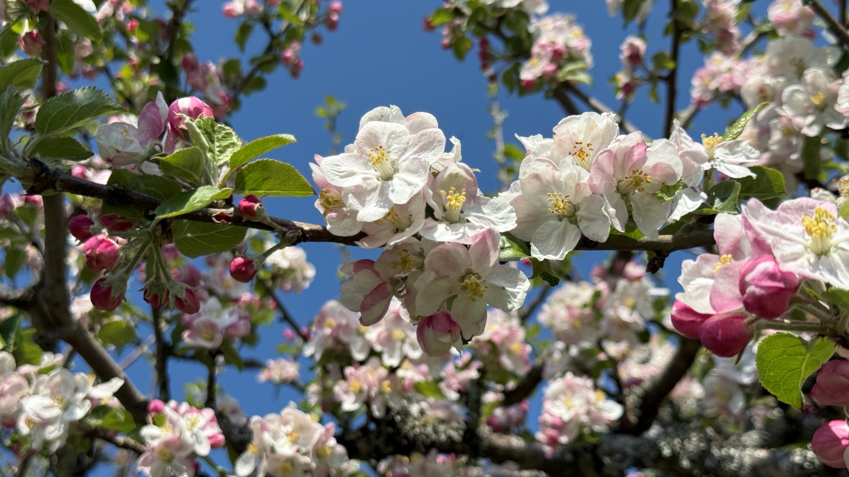 Pink and white blossom leaves with a blue sky background
