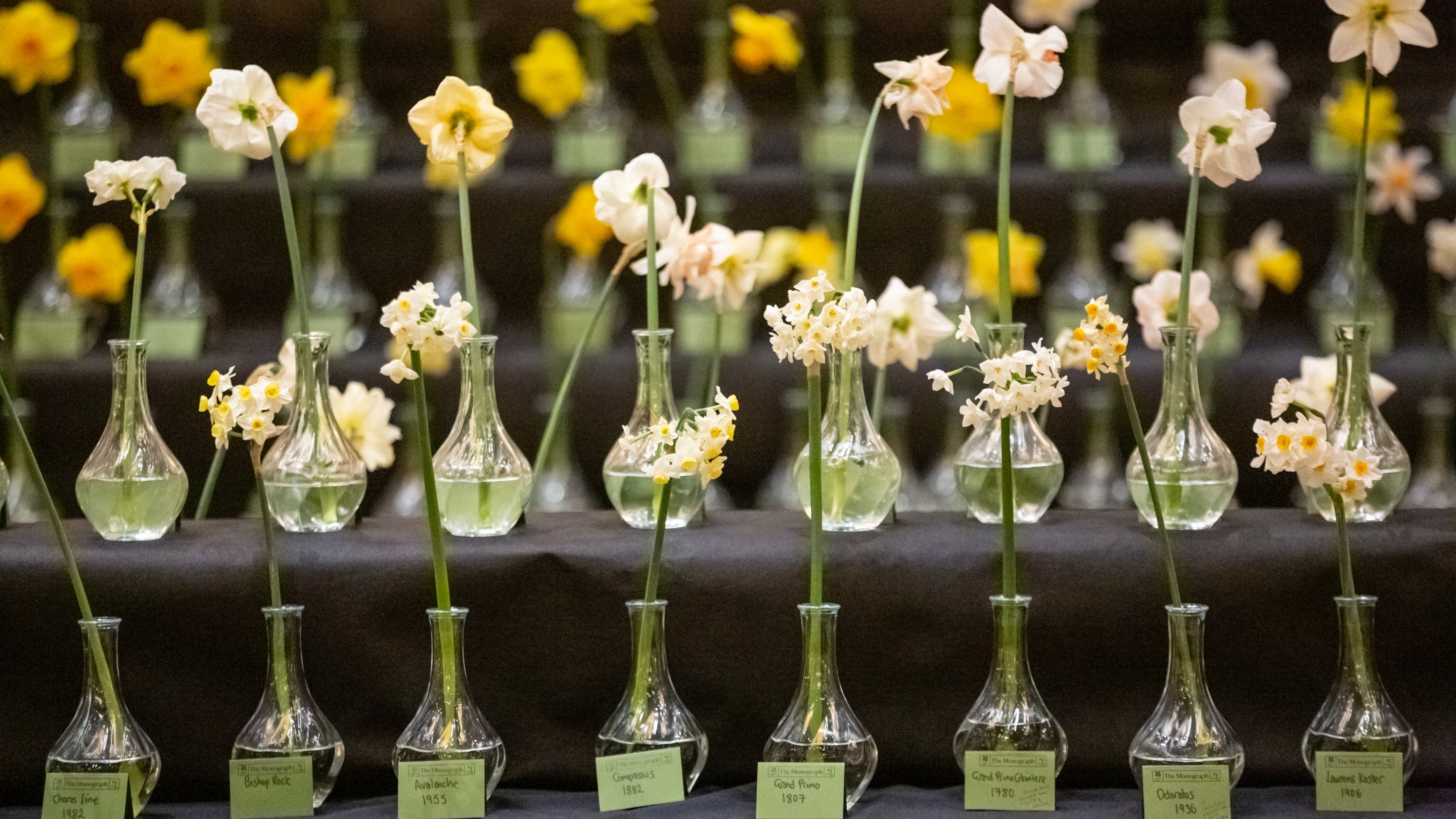 Different daffodil varieties displayed in glass vases