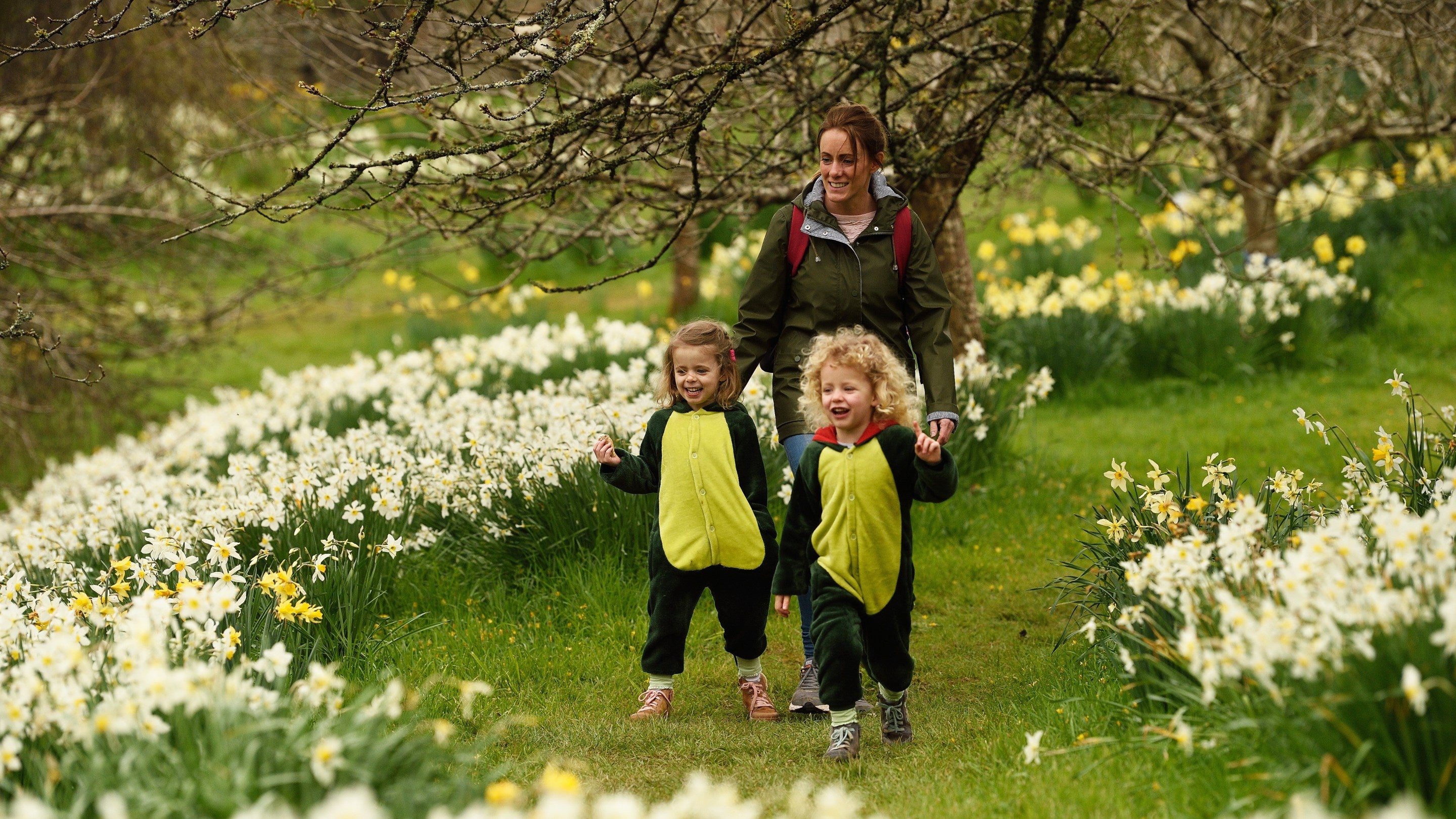 An adult and two children explore the garden surrounded by daffodils in spring at Cotehele, Cornwall