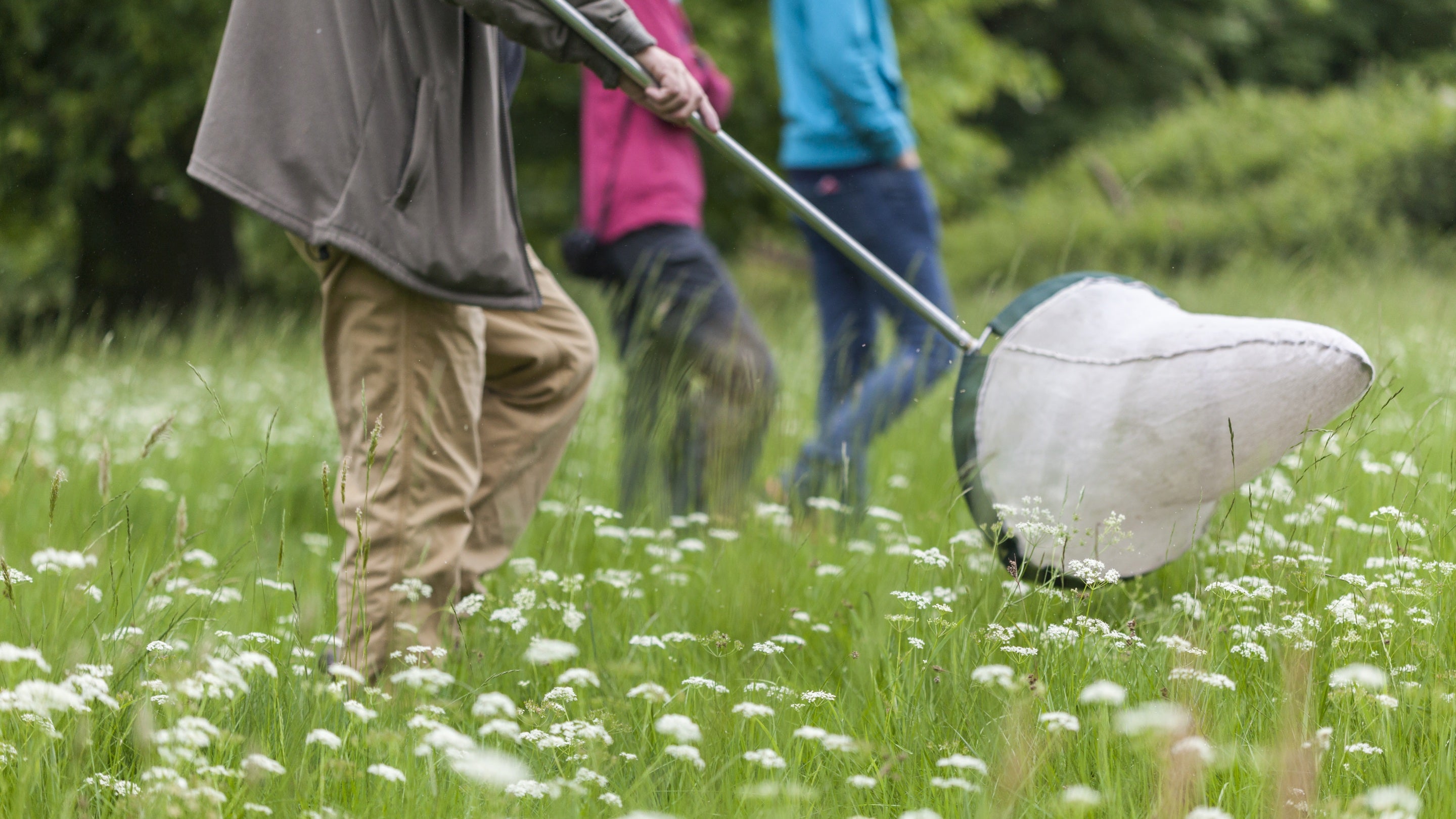 A wildlife experience specialist walks through a field sweeping the meadow for insects with a butterfly net at Osterley Park and House, Middlesex