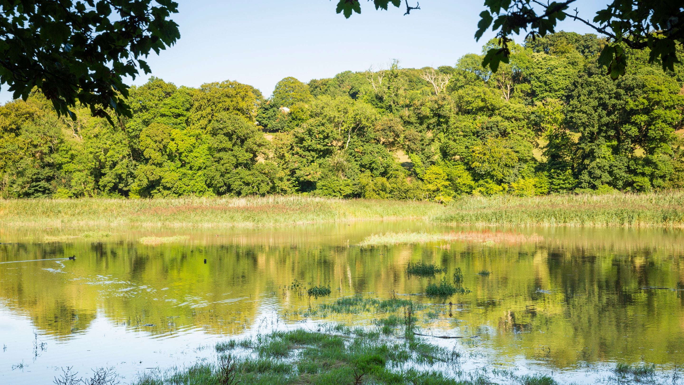 View of wetlands area at Cotehele Quay