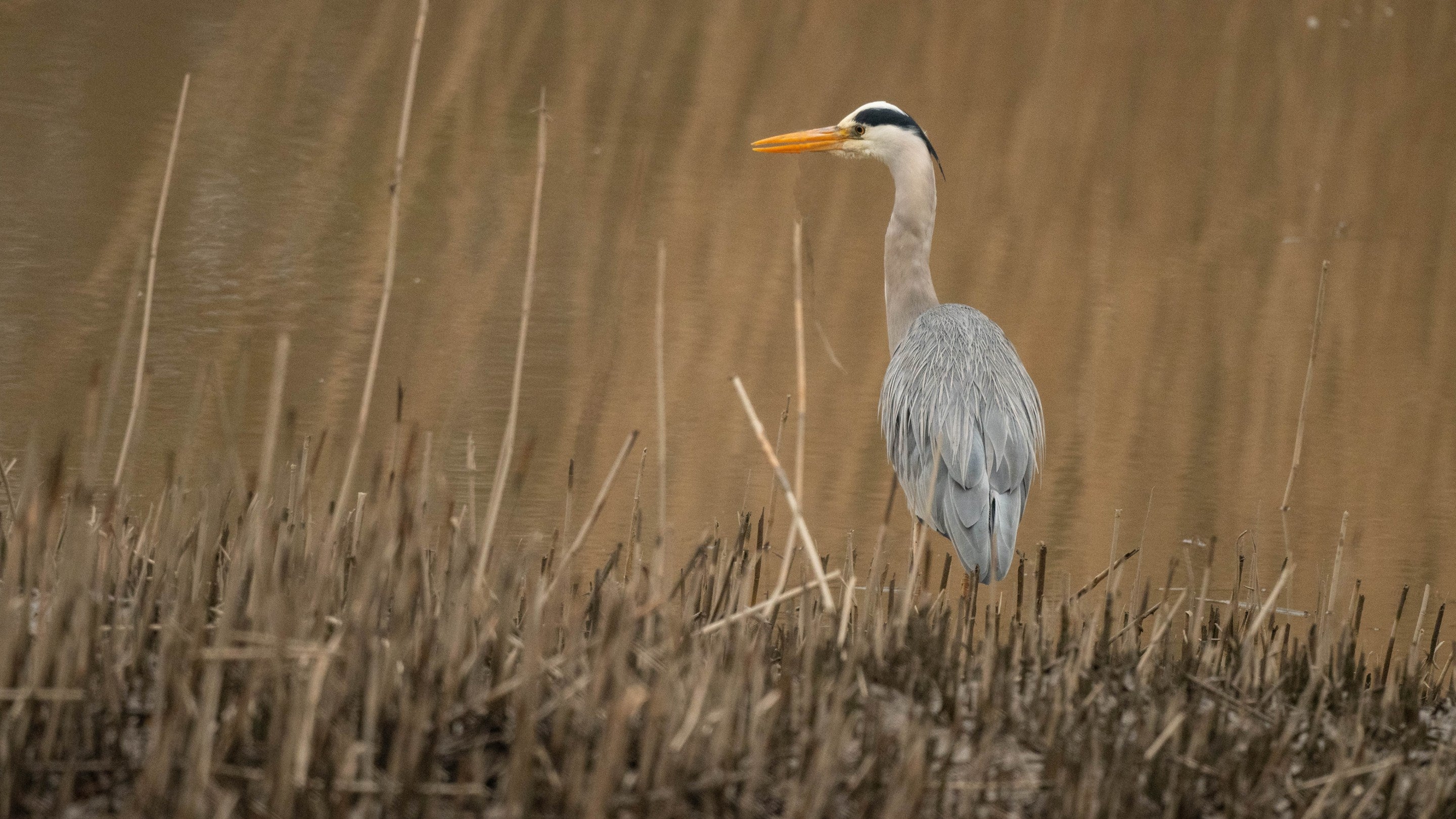 Grey Heron at the wetlands at Cotehele Quay