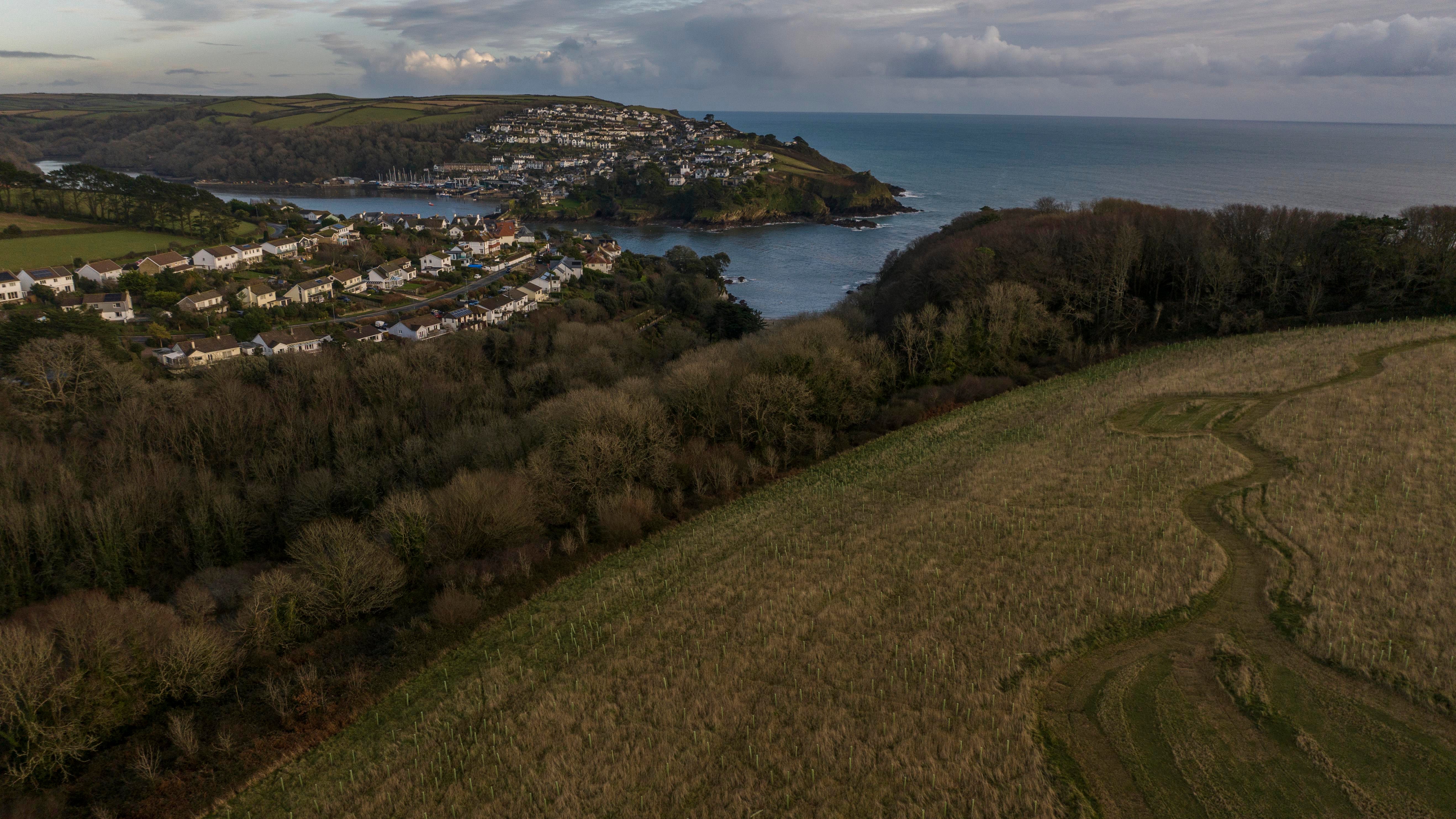 Coombe Farm tree planting area