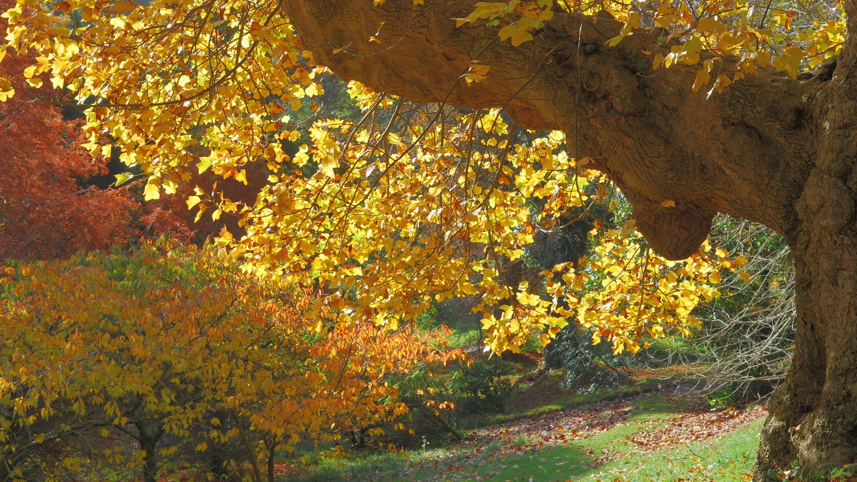 Tulip Tree in autumn at Glendurgan Garden in Cornwall