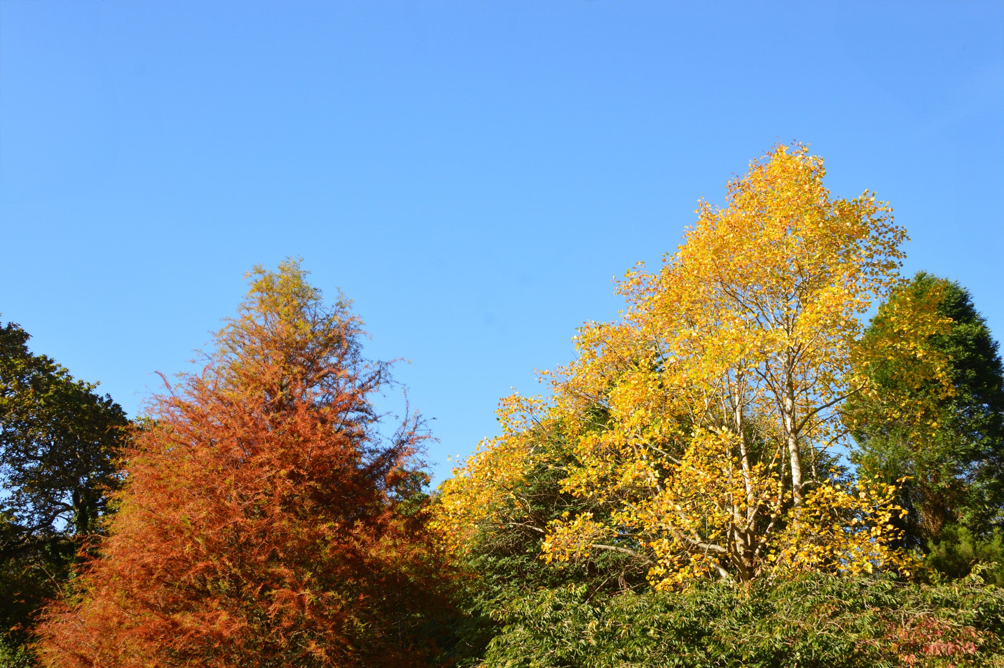 Tulip Tree Autumn