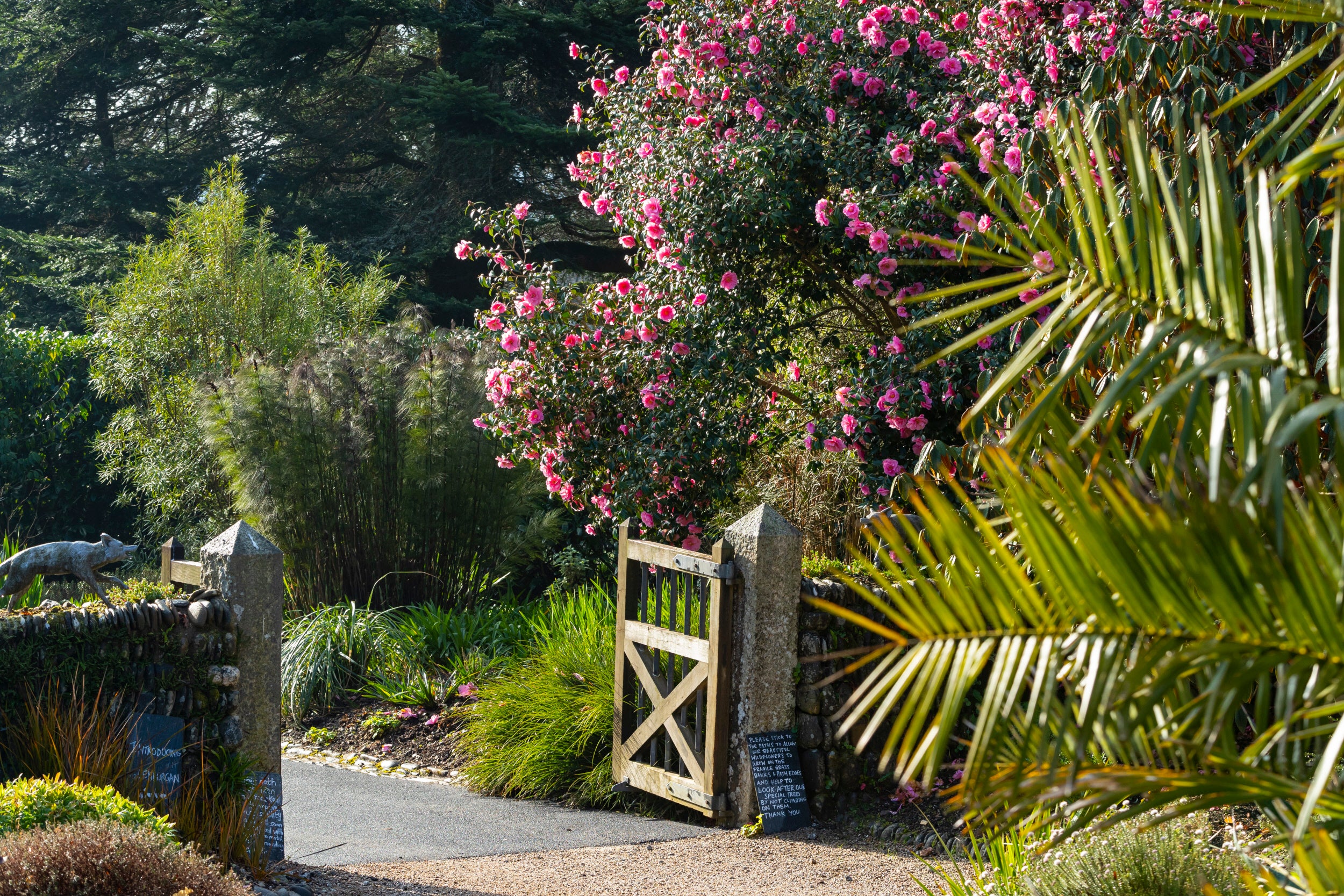 Spring at Glendurgan Garden, Cornwall