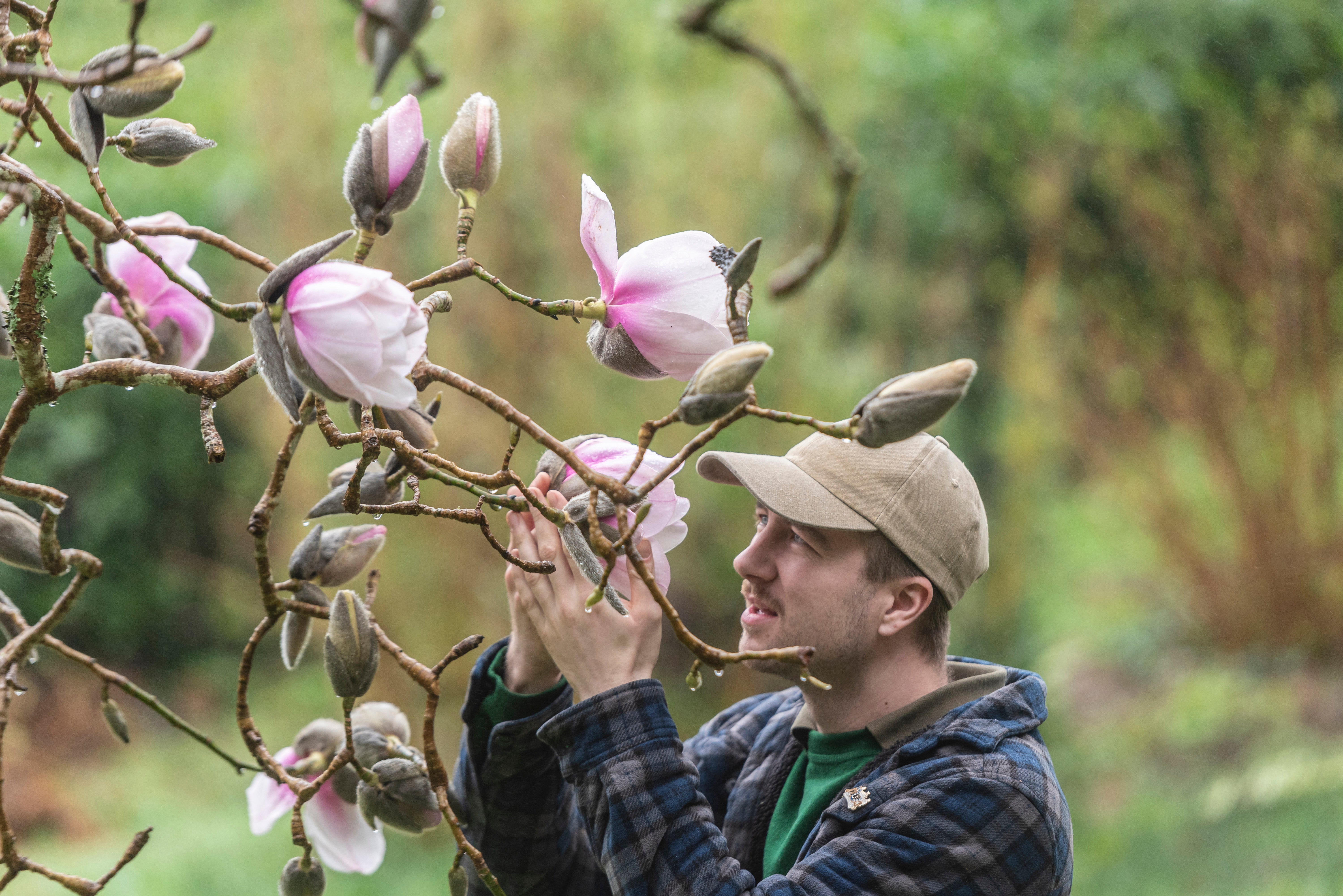 Gardener inspecting the Magnolia at Glendurgan