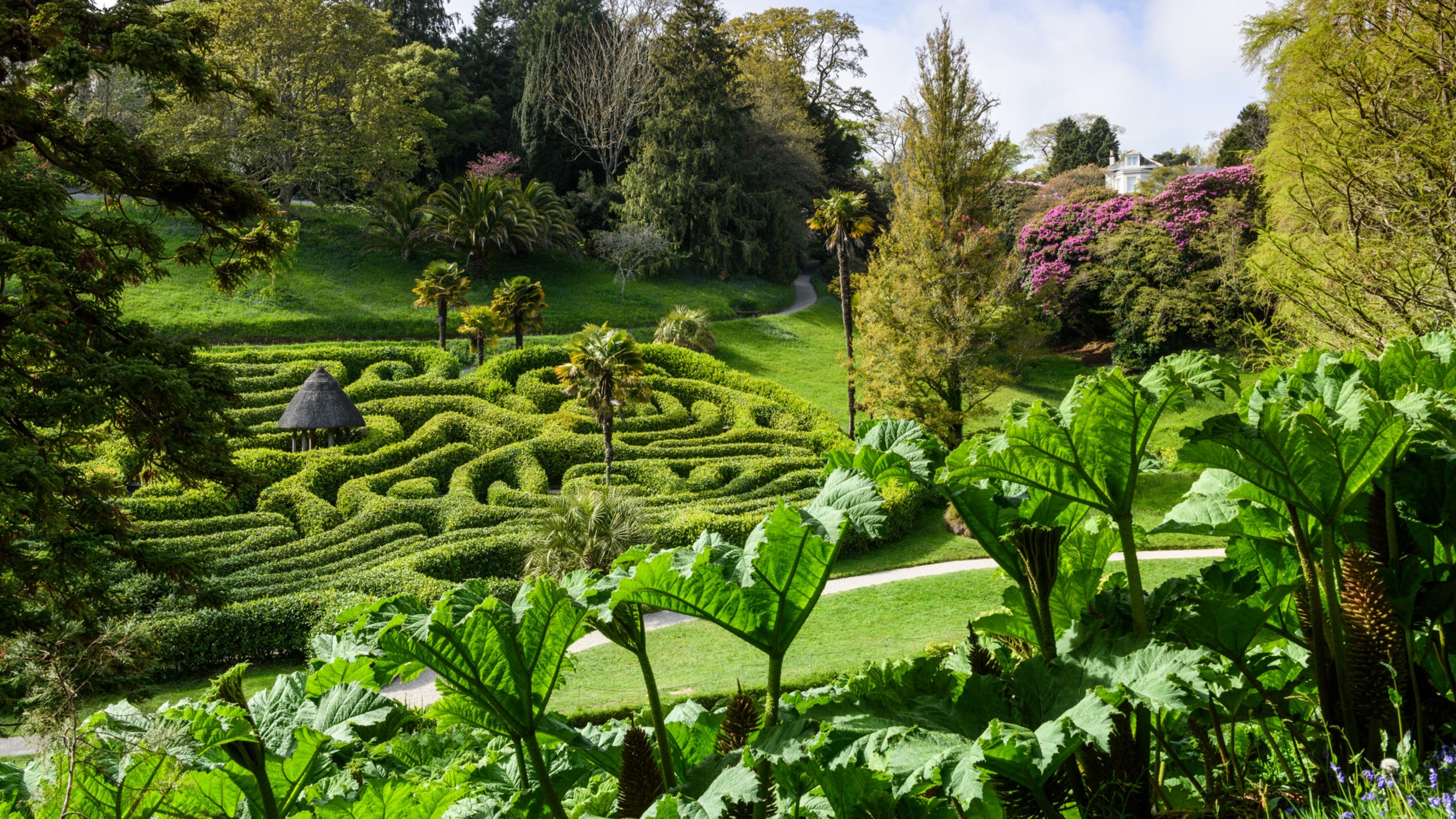 The Laurel Maze featuring a large patch of Gunnera manicata at Glendurgan Garden, Cornwall