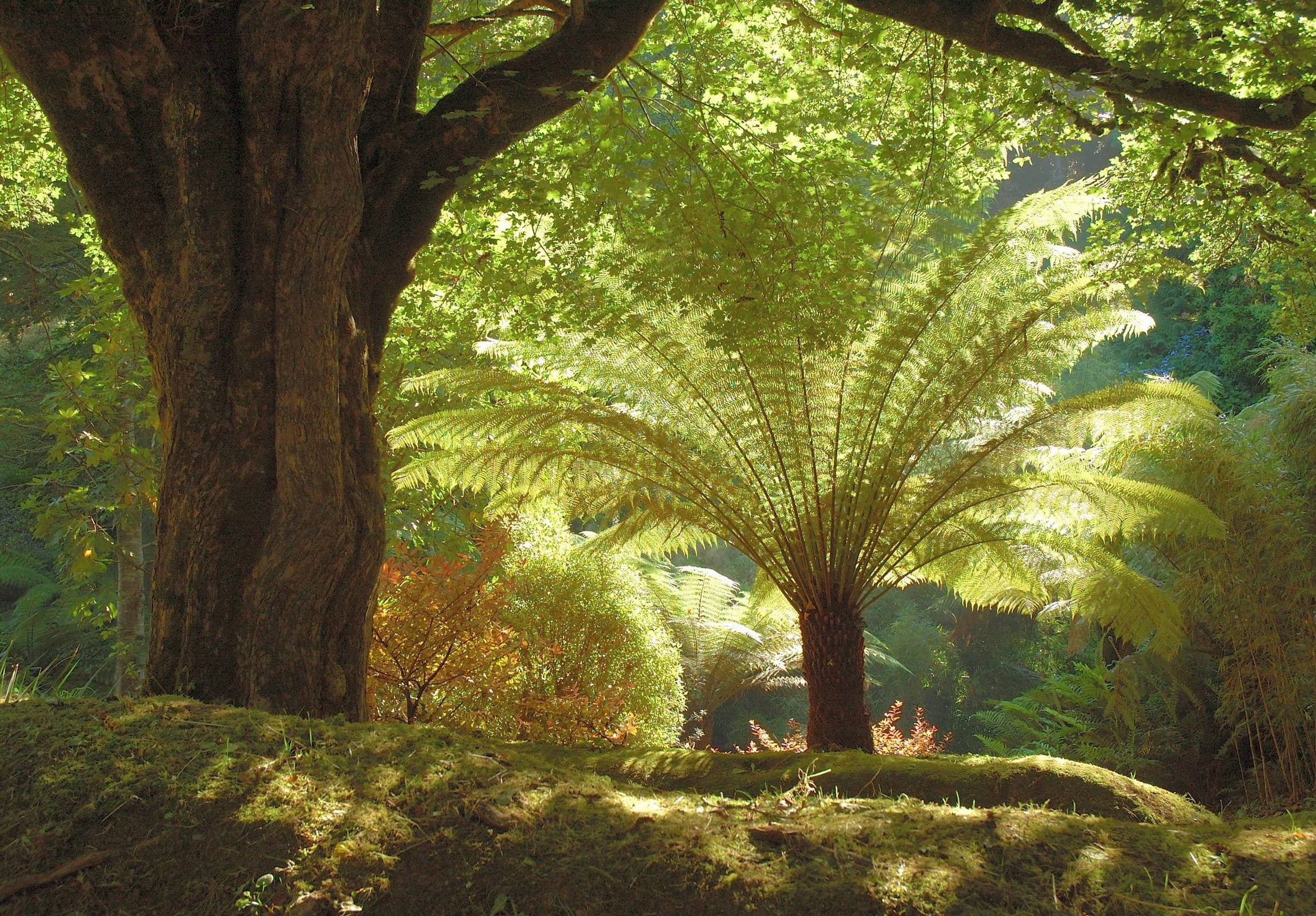 Tree Fern at Glendurgan