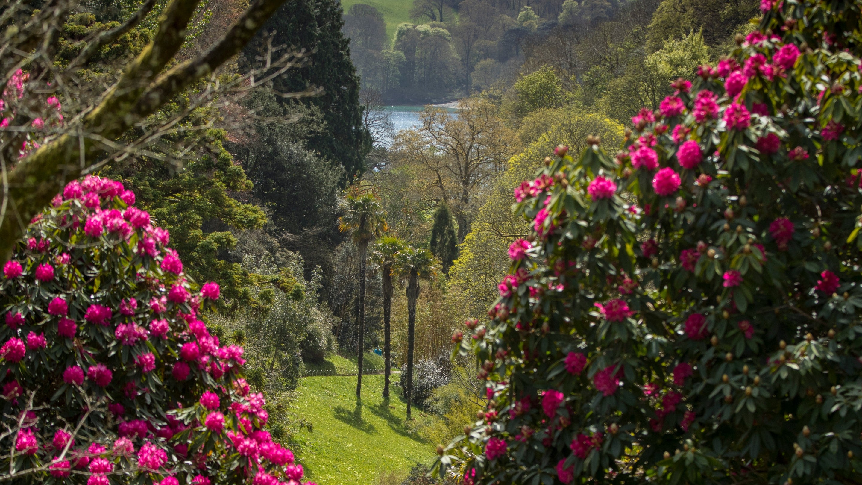 Pink rhododendrons frame a view towards the Helford River from the top of the valley, Glendurgan, Cornwall