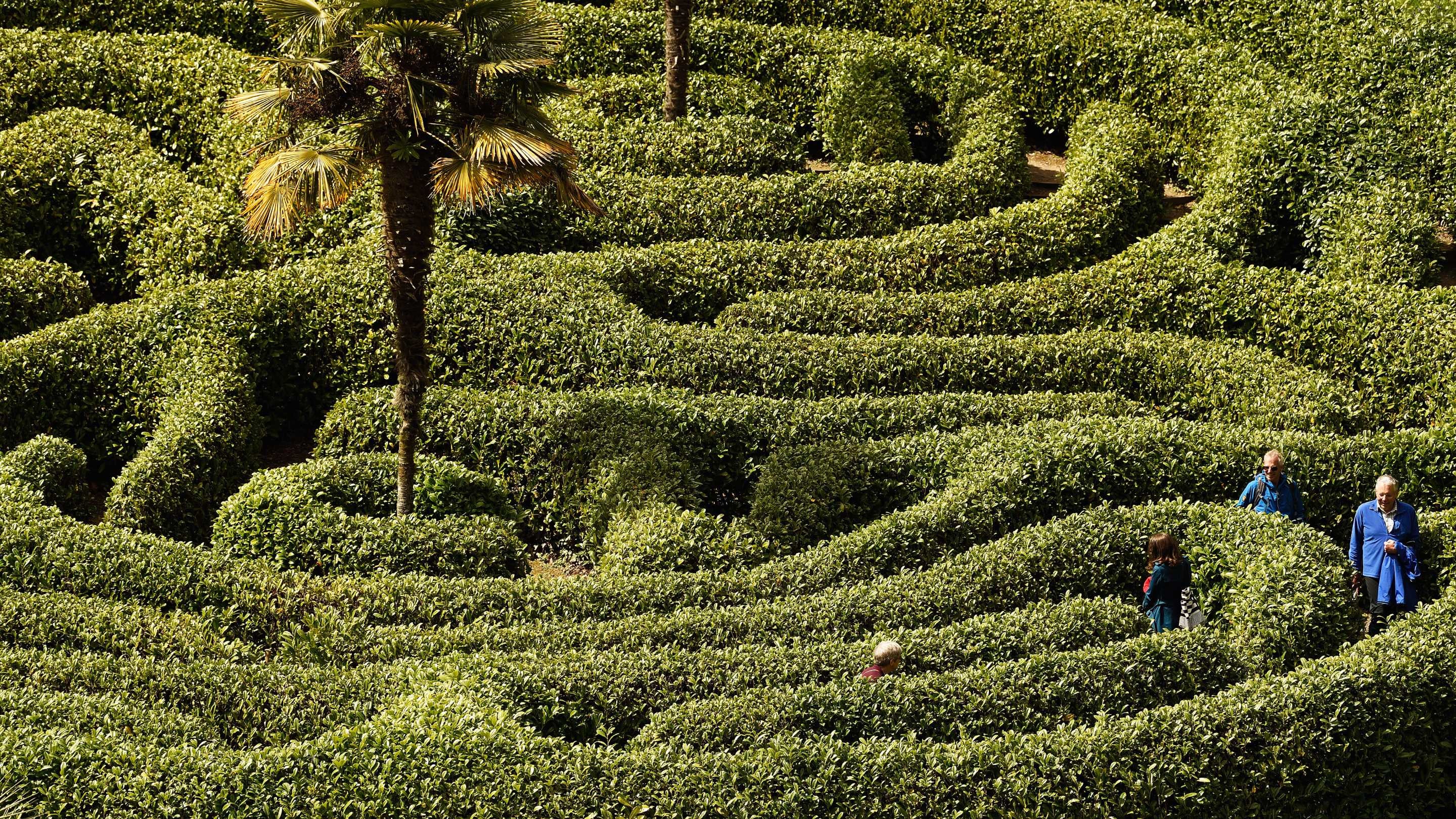 Visitors exploring the maze at Glendurgan Garden, Cornwall