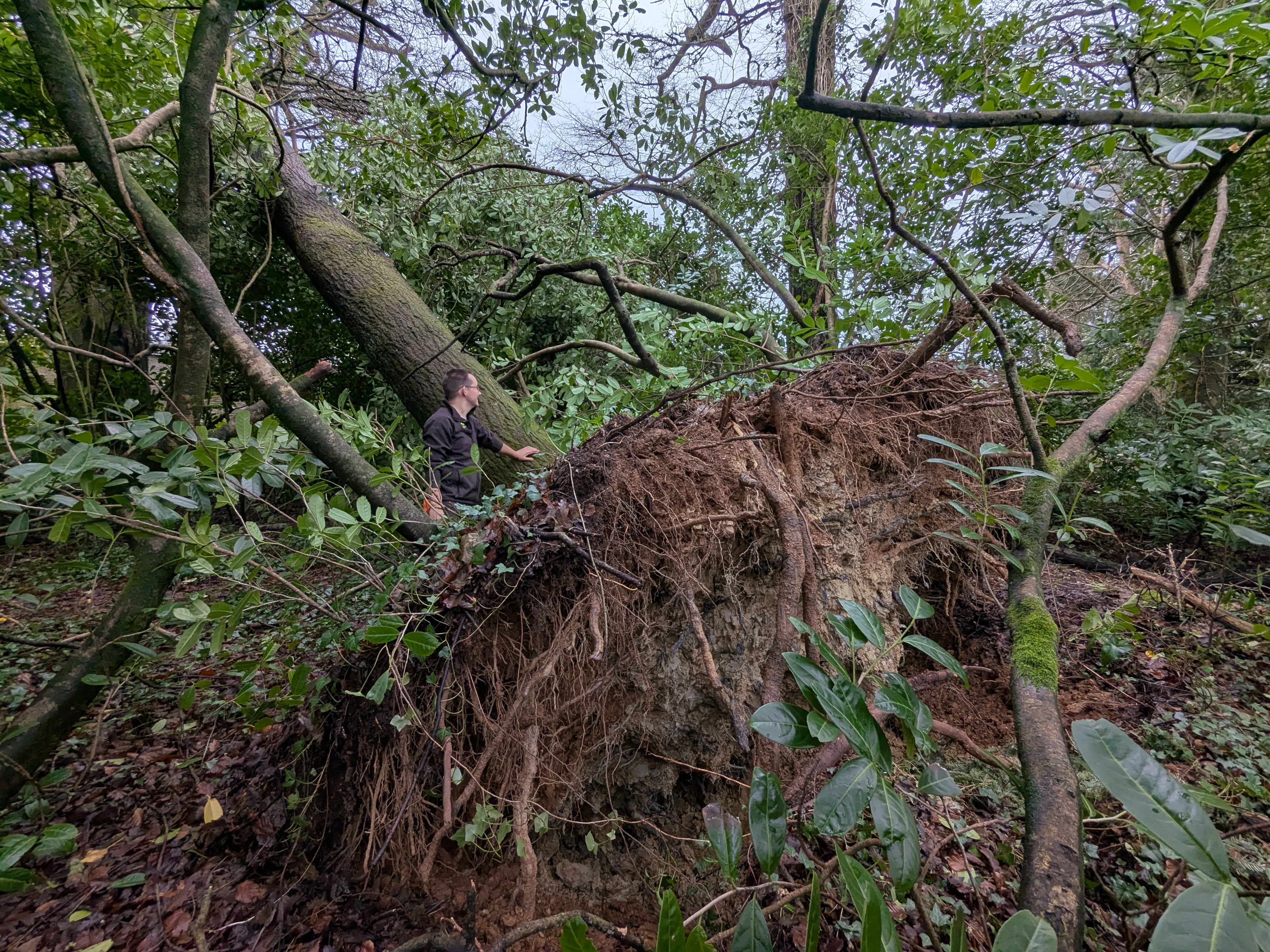 Fallen tree at Glendurgan, following Storm Goretti