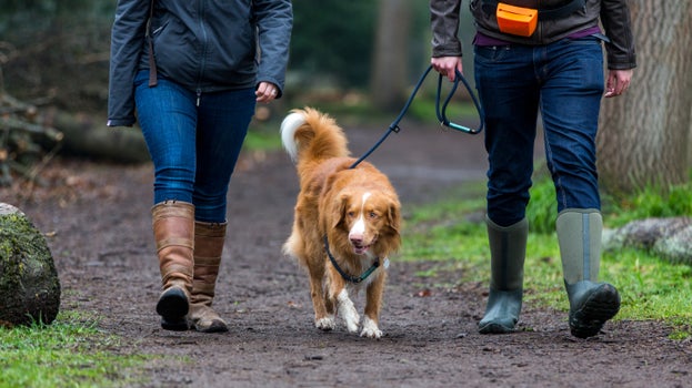 A dog is being walked on a lead through an autumnal woodland with two people
