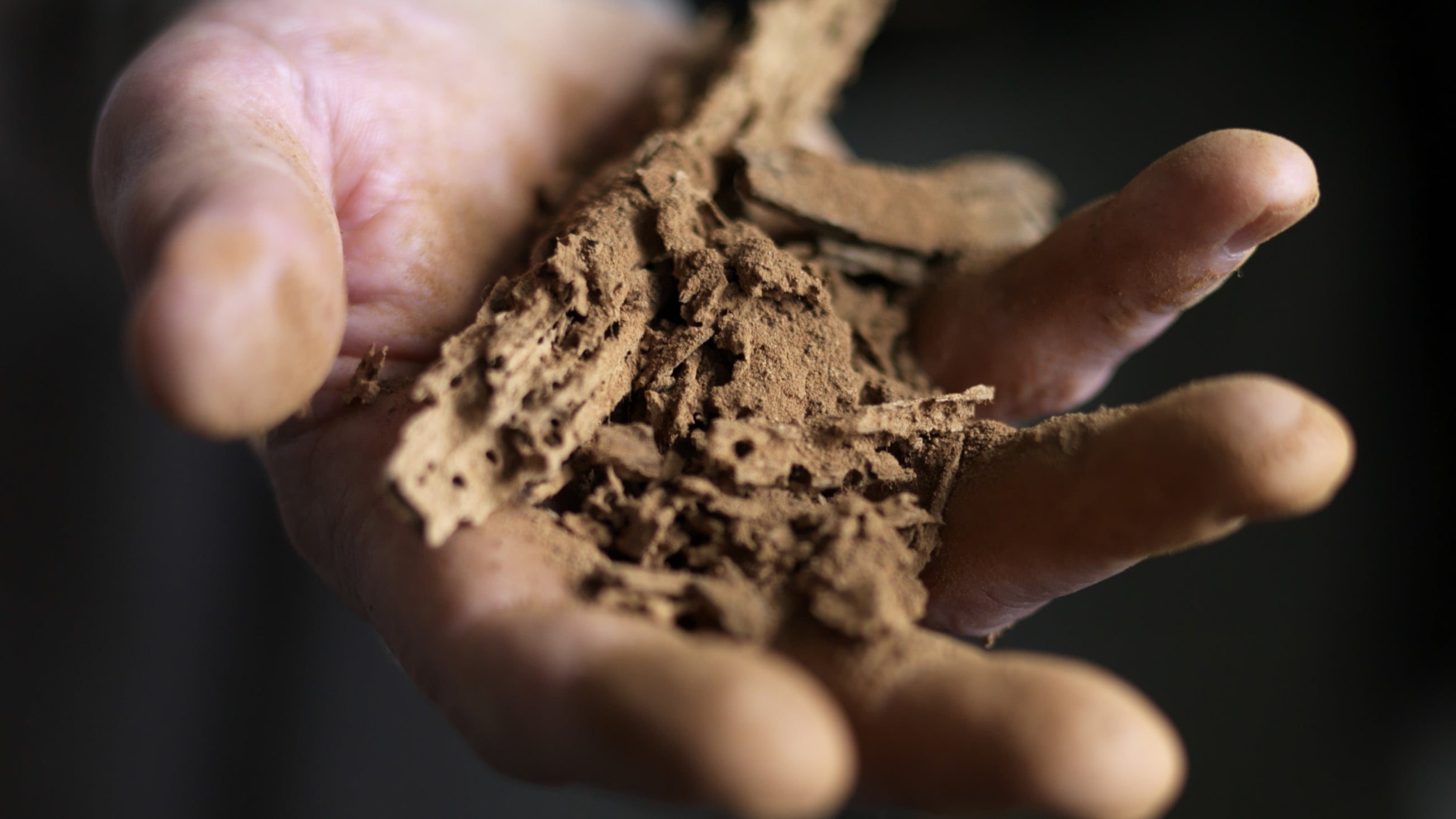 Crumbling wood, eaten by insects, at Godolphin, Cornwall
