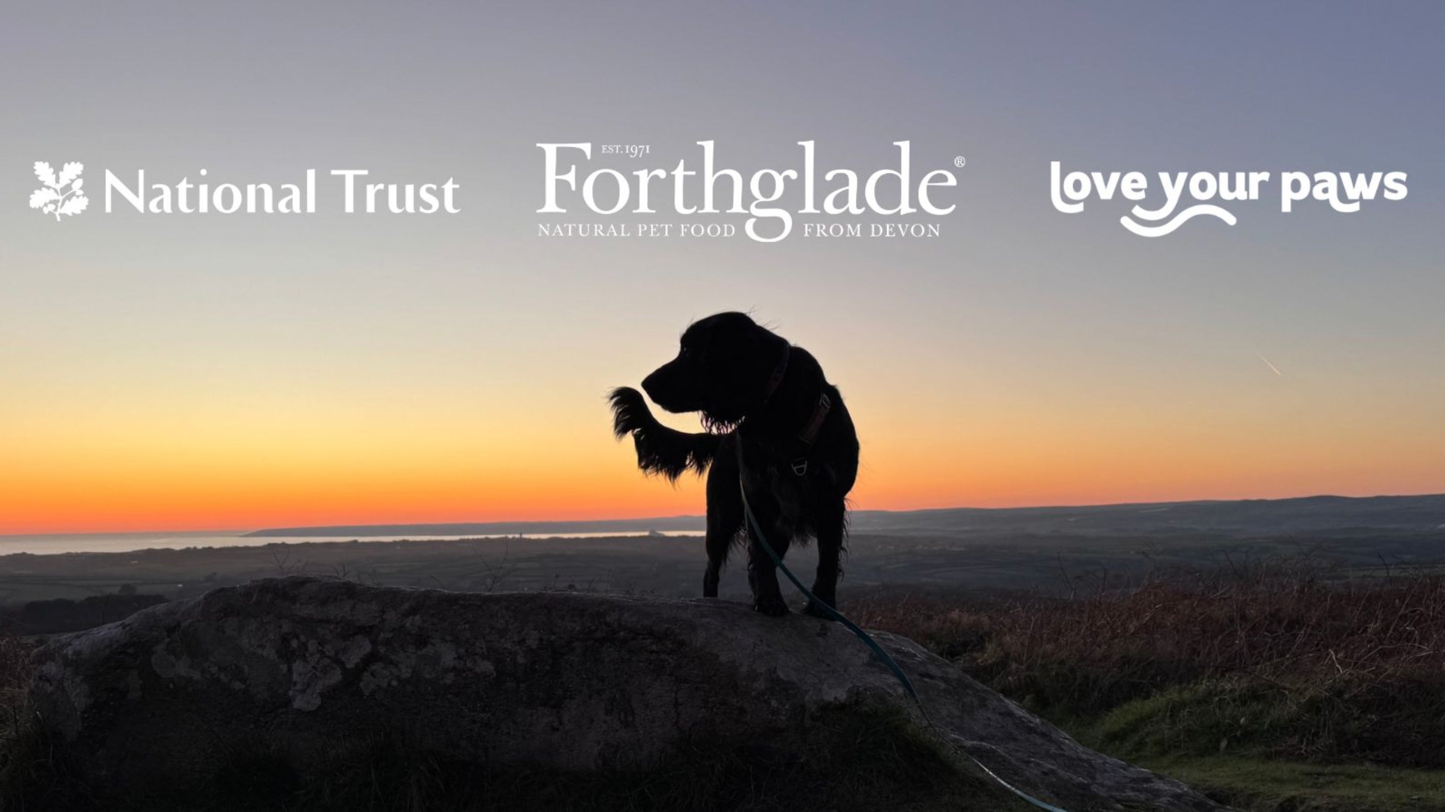 The silhouette of a cocker spaniel stands at the top of Godolphin Hill on a boulder. It is sunset behind them.
