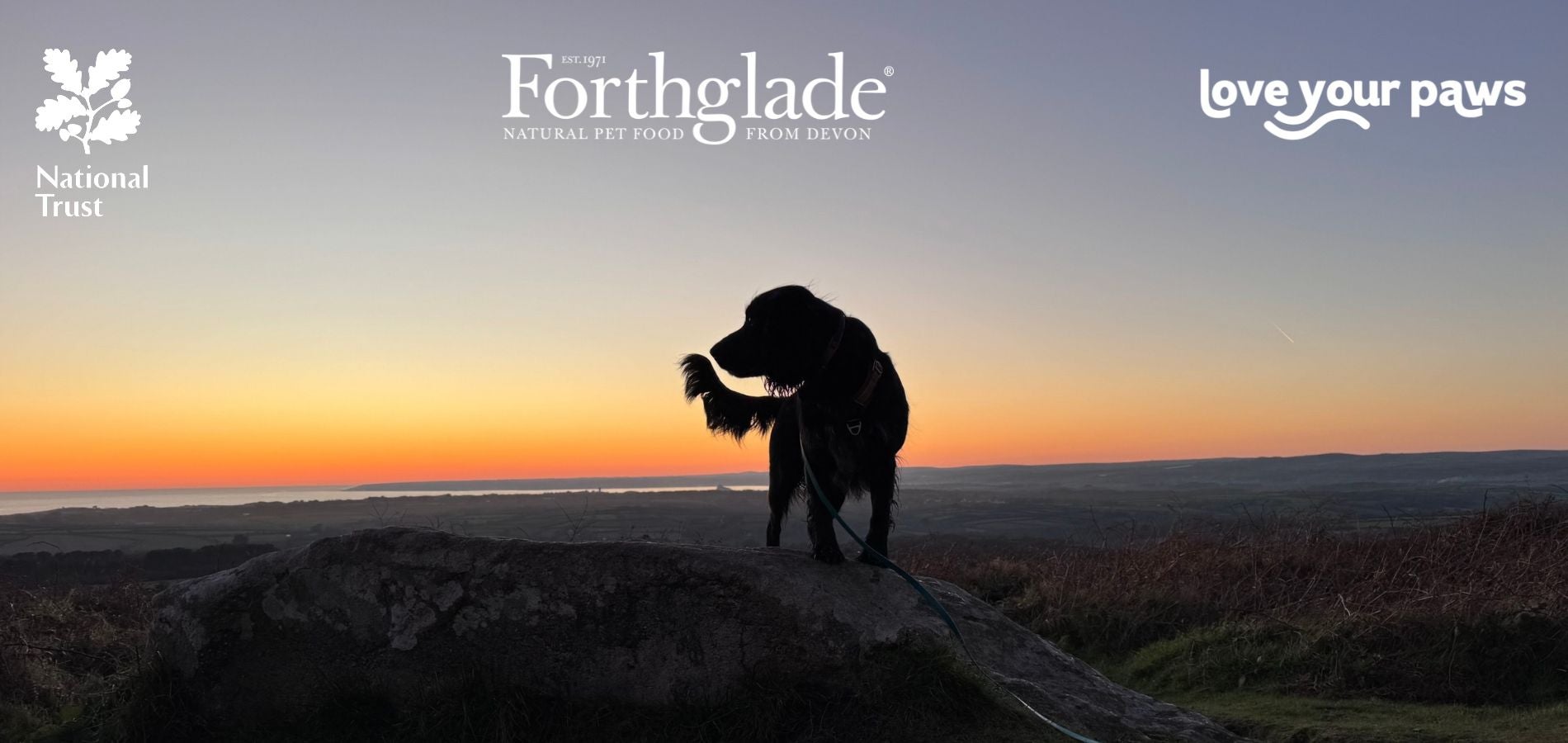 Lochy, cocker spaniel, on Godolphin Hill at sunset