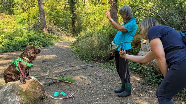 A dog sits for a photo on a tree stump in Godolphin woods