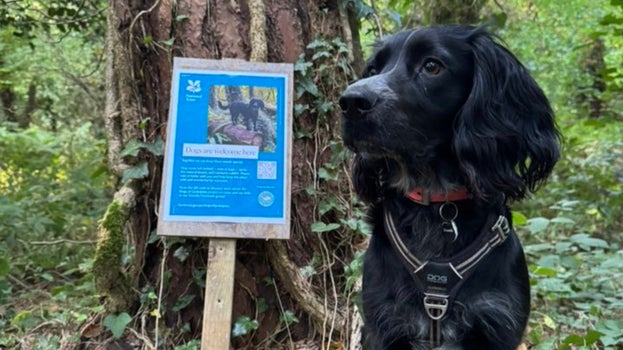 Lochy, a black spaniel, sits next to a temporary sign by a tree in Godolphin Woods
