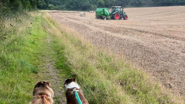 Two dogs walk side by side on a lead along a grass verge of a field with a tractor bailing in the background