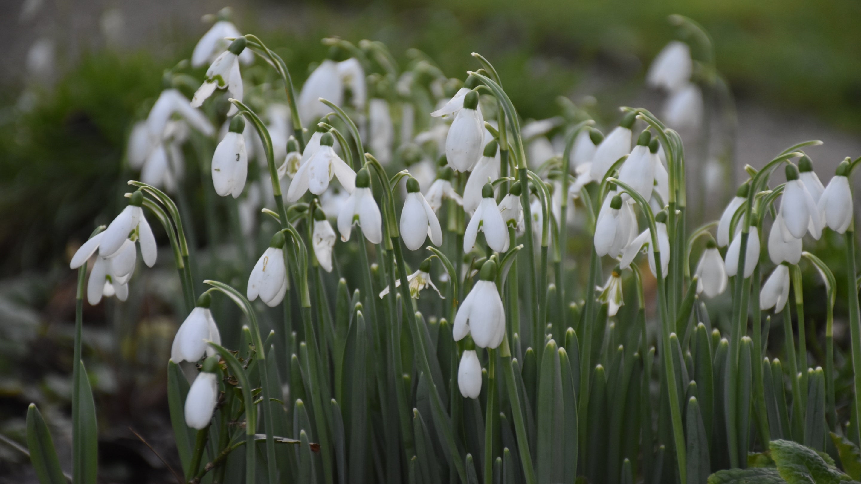 Snowdrops in the flower borders at Godolphin,