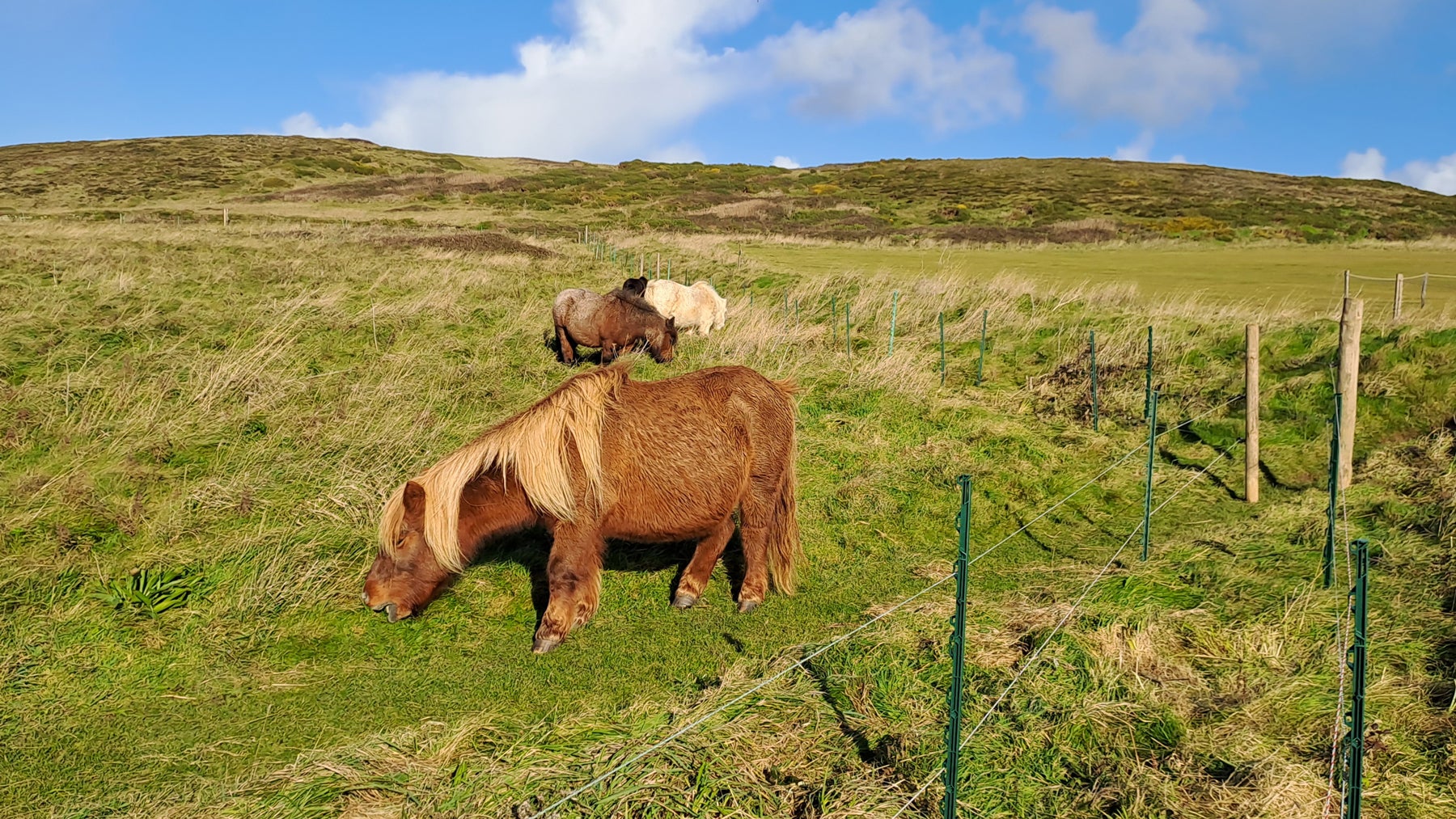 Conservation ponies grazing at Godrevy