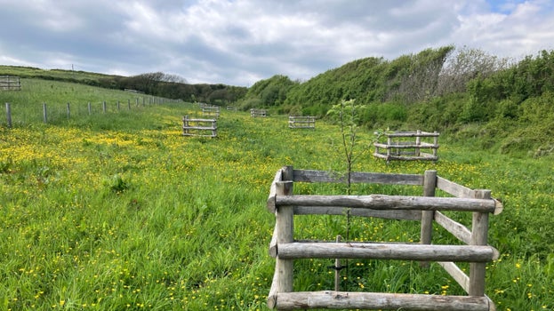 View of wild flower meadow, with handmade chestnut crates with young apple trees planted in them.