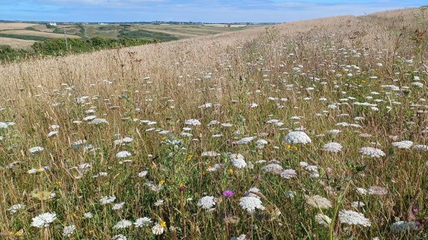 Panoramic view of white and pink wild flowers in long grass and blue skies above.