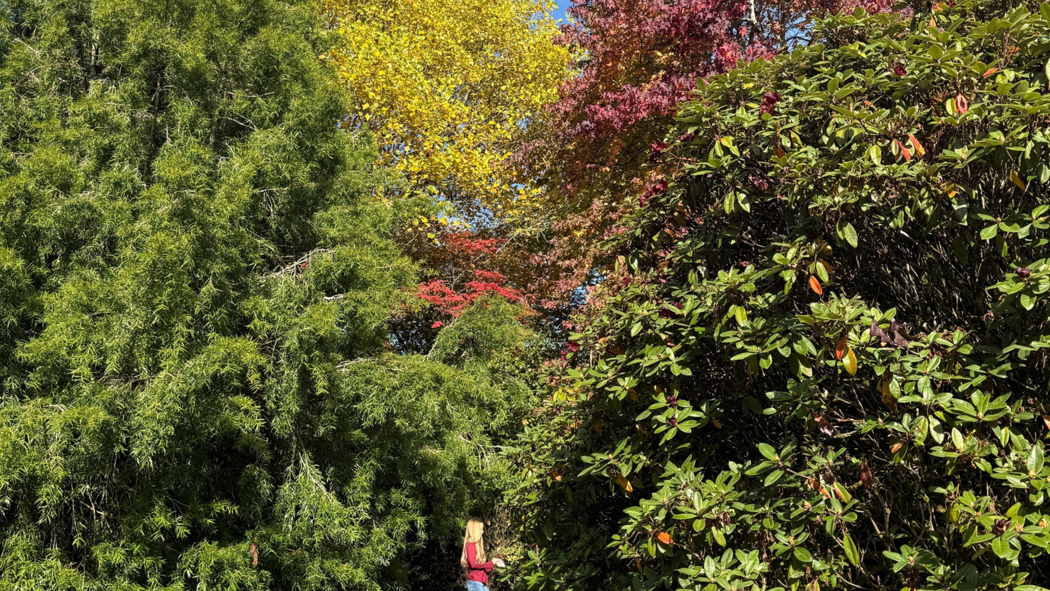 A girl in a red jumper explores a garden path at Lanhydrock, surrounded by tall green shrubs and trees with yellow and red autumn leaves.