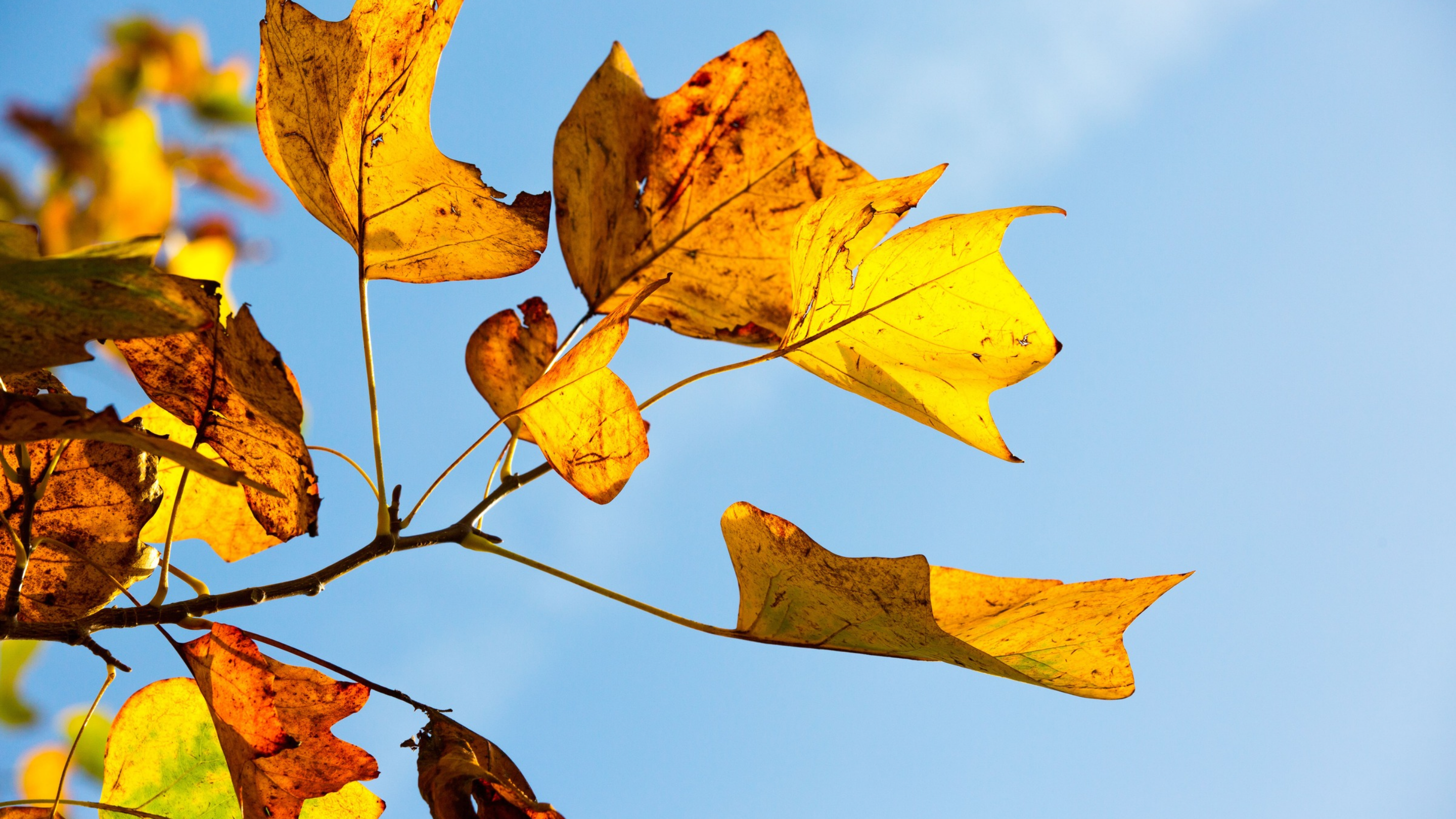 Golden-yellow and orange autumn leaves on a tree at Lanhydrock, lit by sunlight against a clear blue sky.