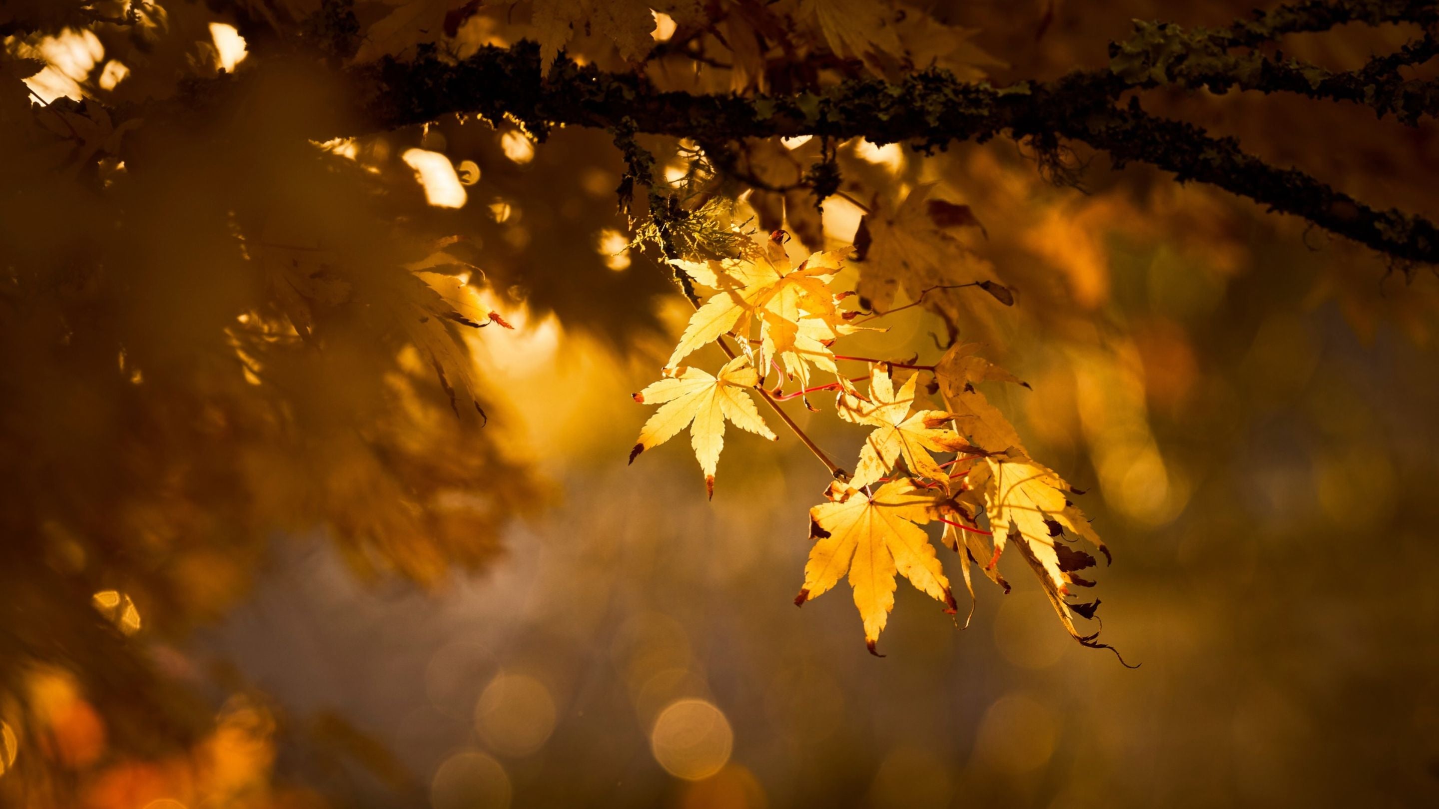 Golden autumn leaves hanging from a moss-covered branch, illuminated by warm sunlight against a softly blurred background.