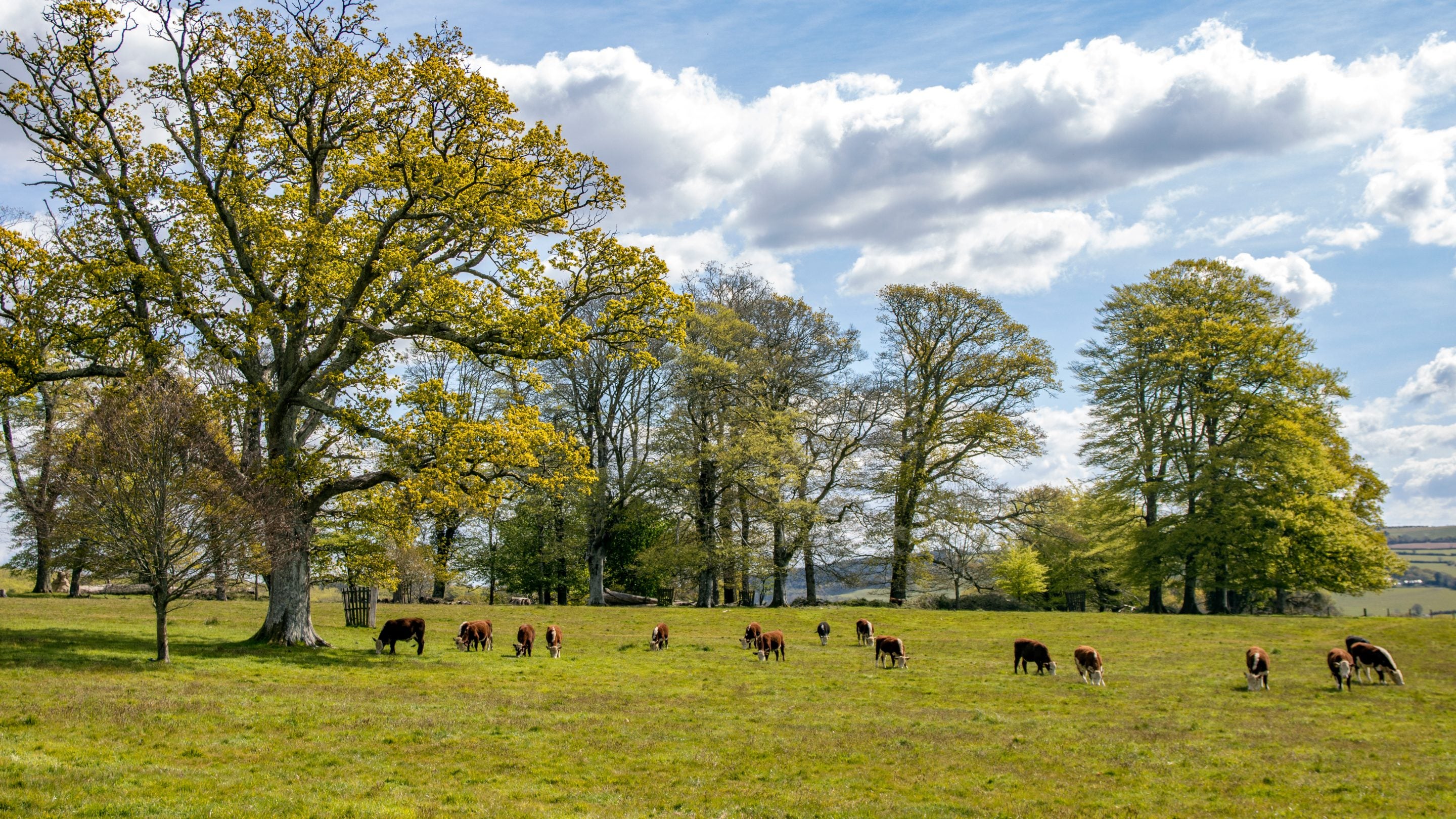 Cattle grazing in the parkland at Lanhydrock, Cornwall amid tall trees