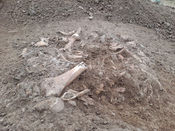 A collection of bones in earth