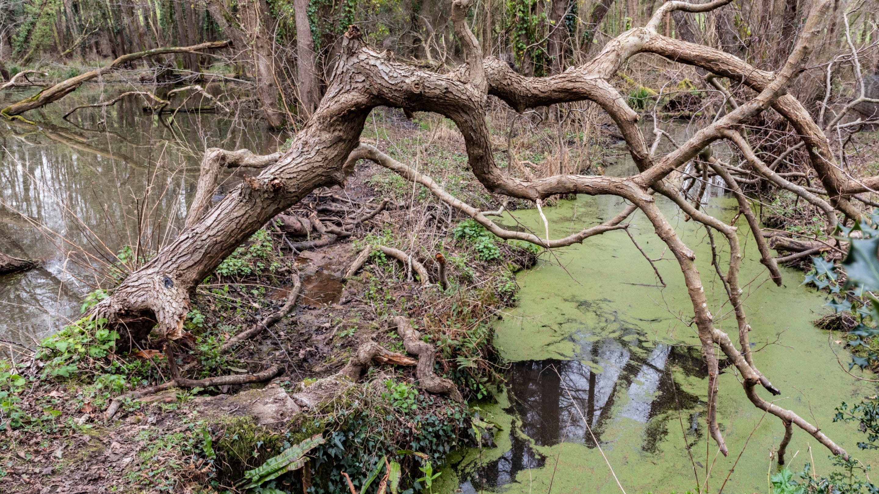 Fallen branches forming part of a wetland