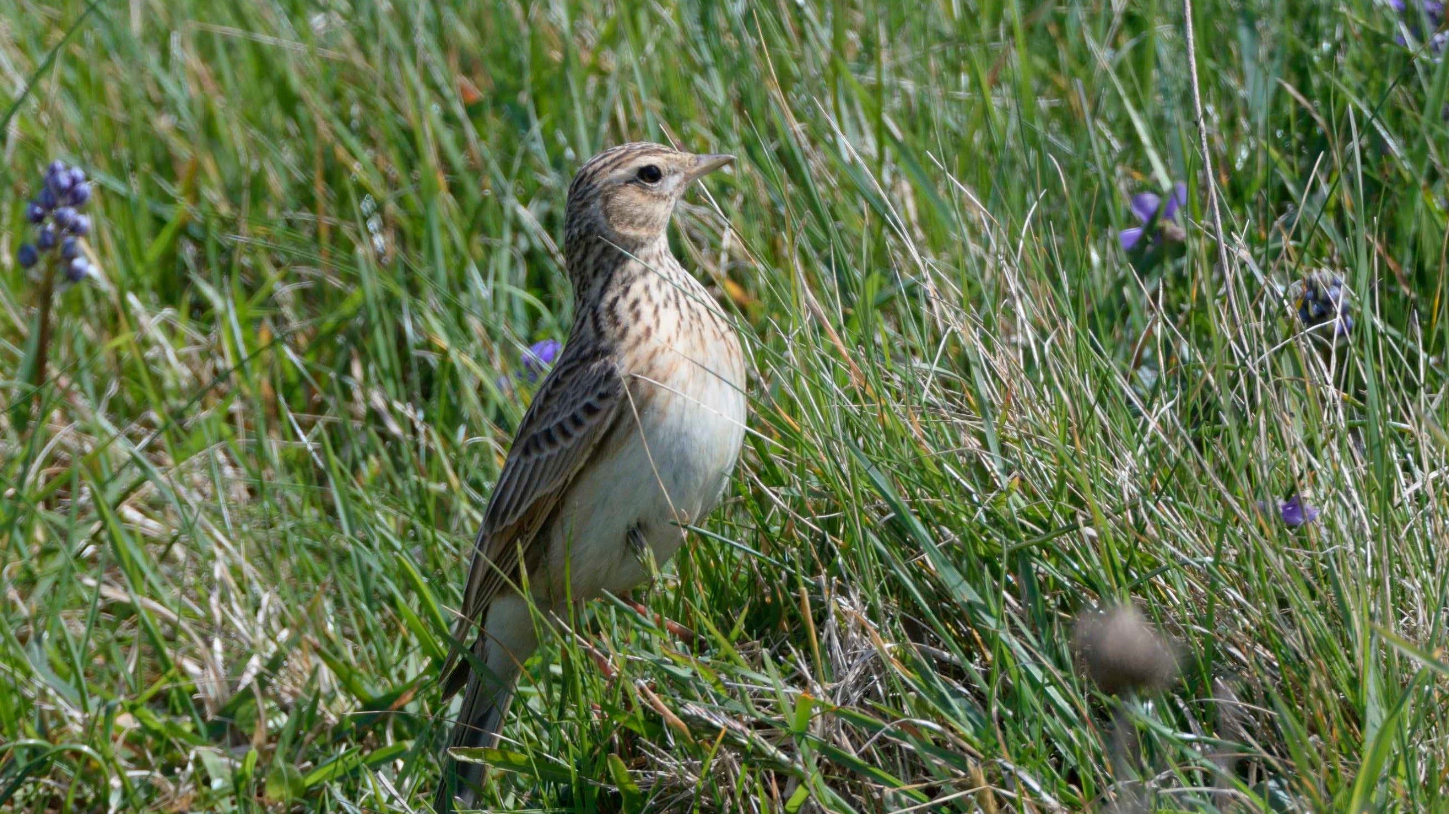 Skylark standing in coastal grassland at Pentire Point, Cornwall