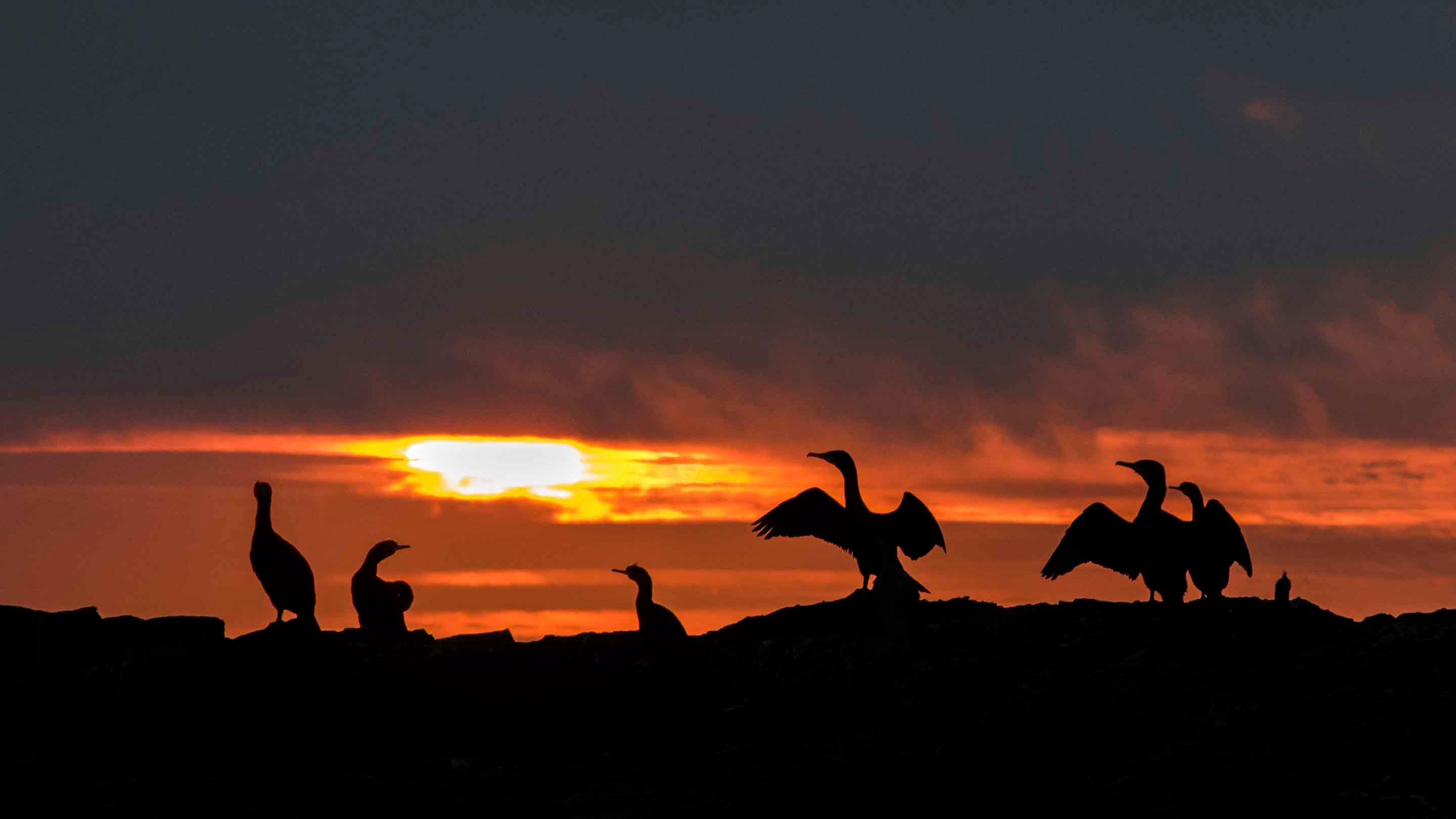 The silhouettes of six cormorants can be seen with a backdrop the bright orange sky at sunrise behind.