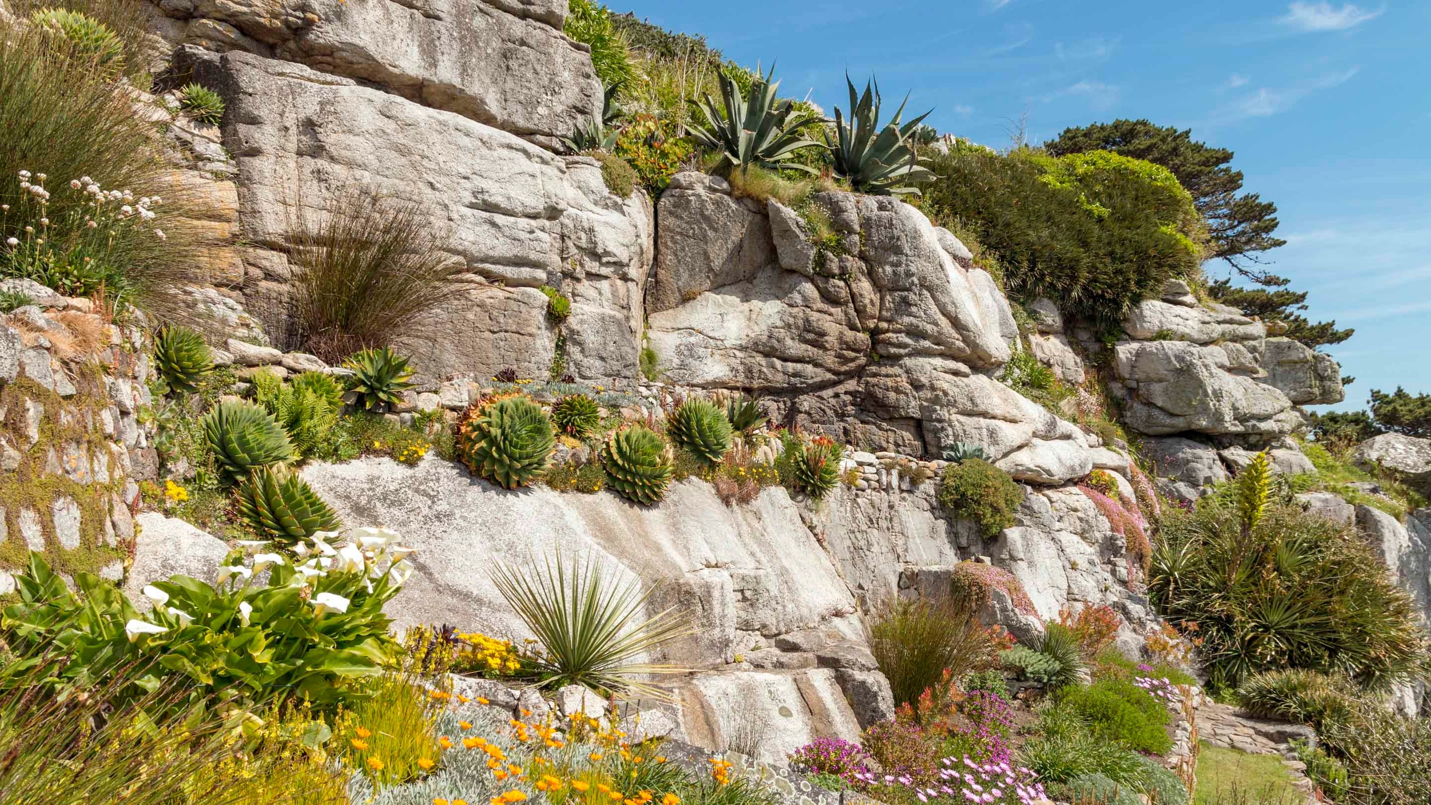 A view of plants growing on rocks in the garden at St Michael's Mount, Cornwall on spring day